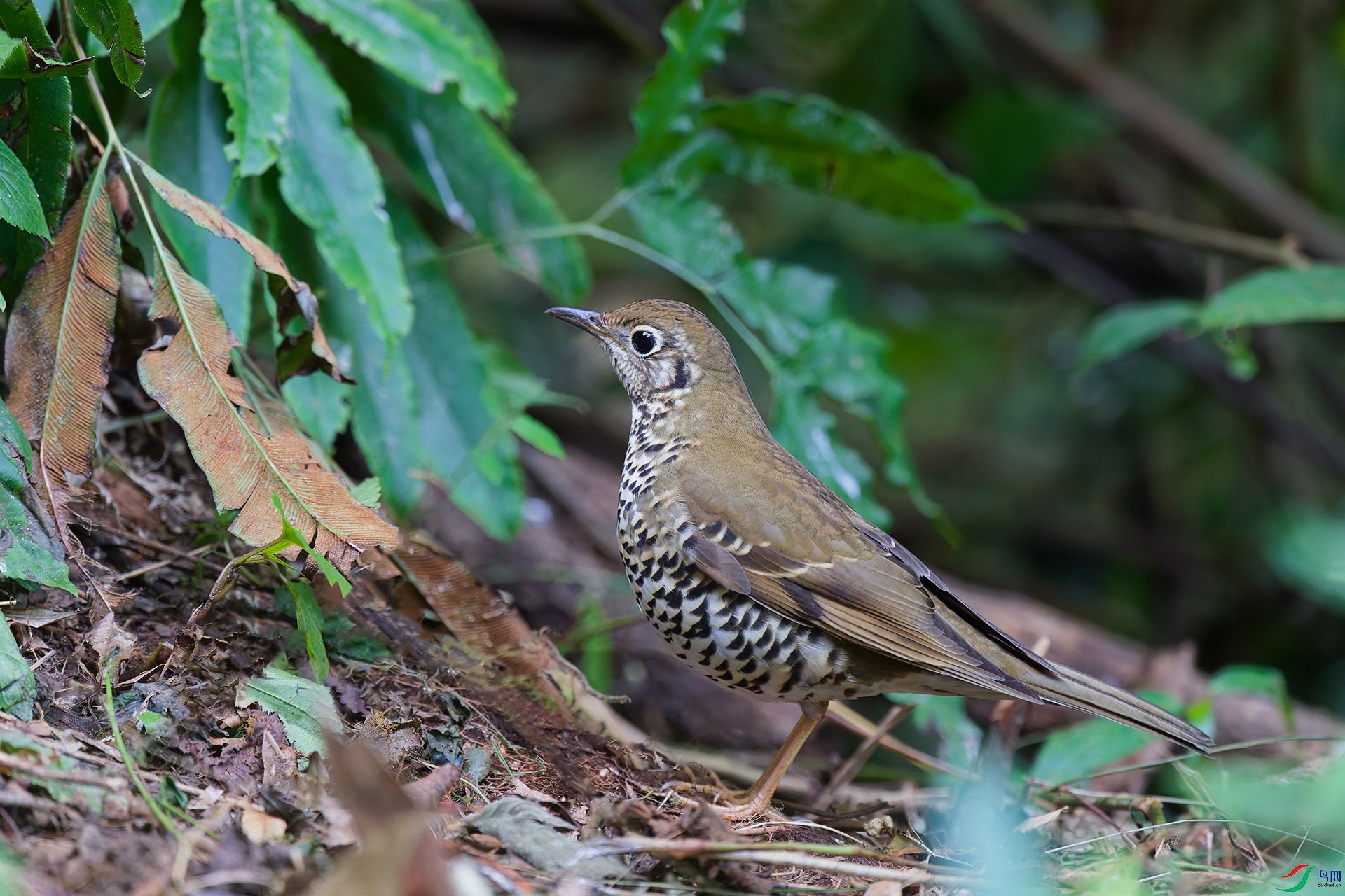 DSC_6713_DxO_DxOa.jpg