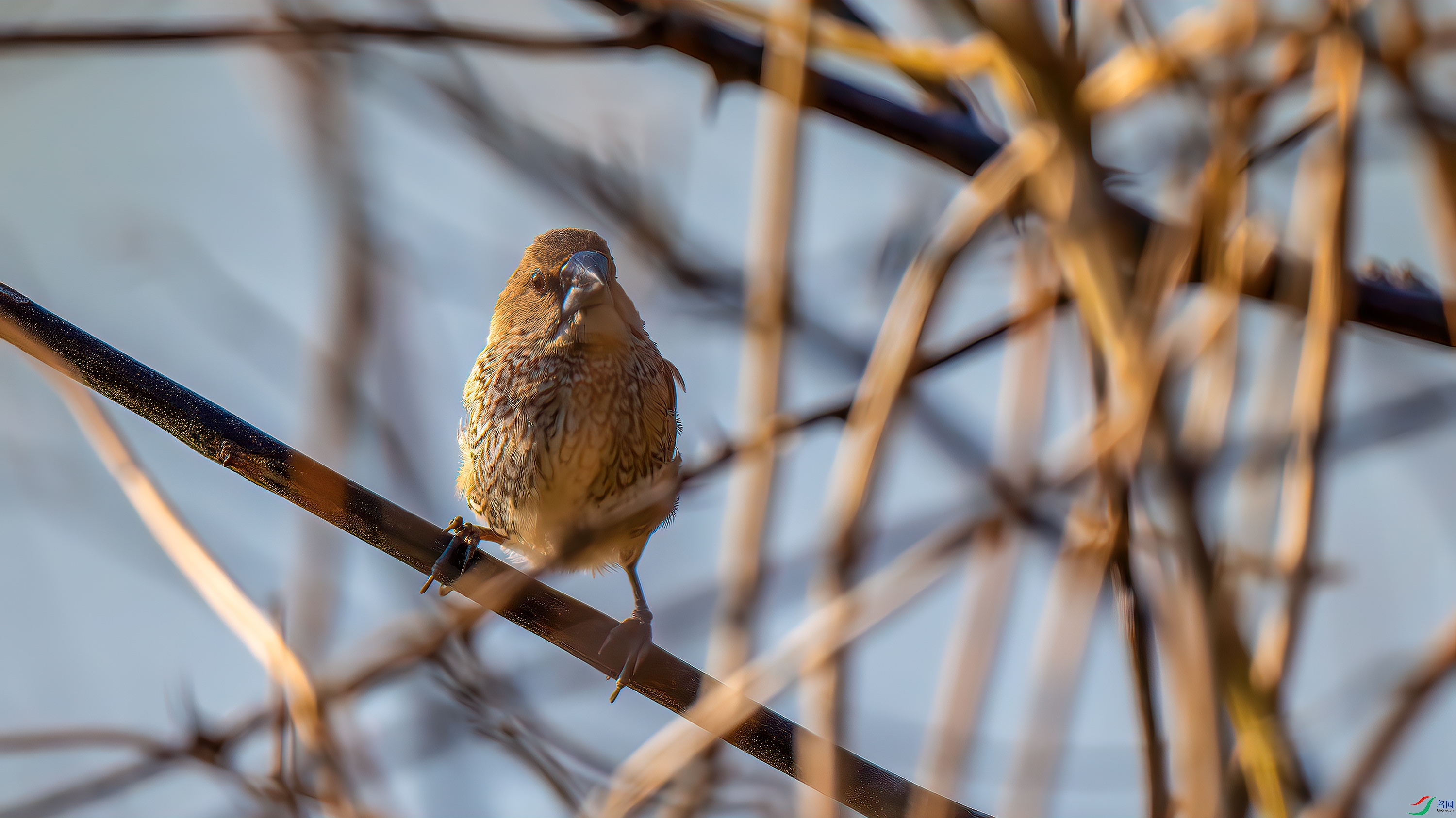 DSC_7555-����ǿ-NR.jpg