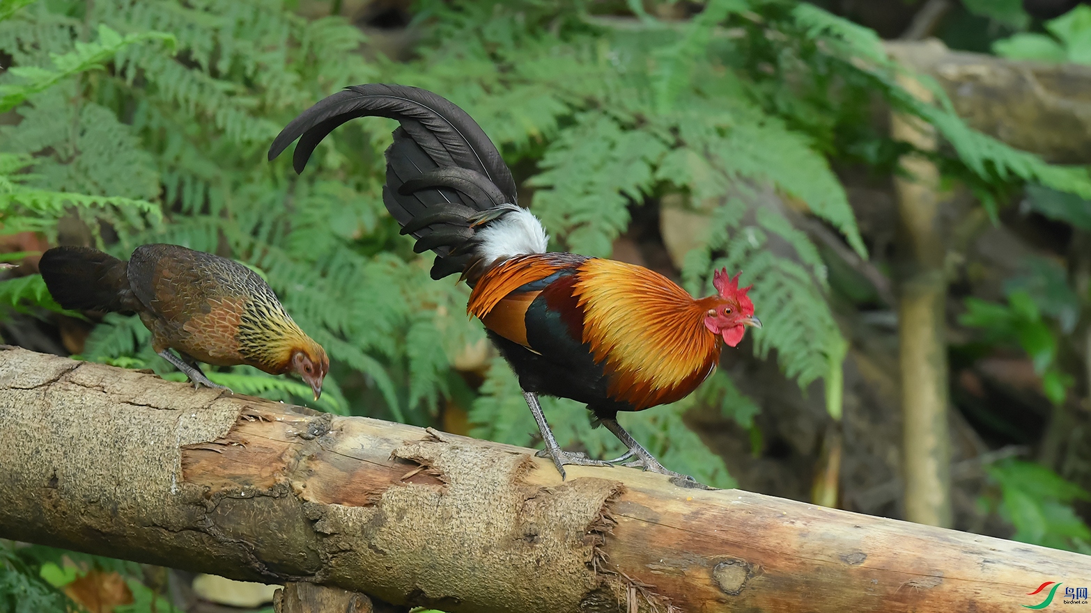 2DSC_1915_DxOa.jpg