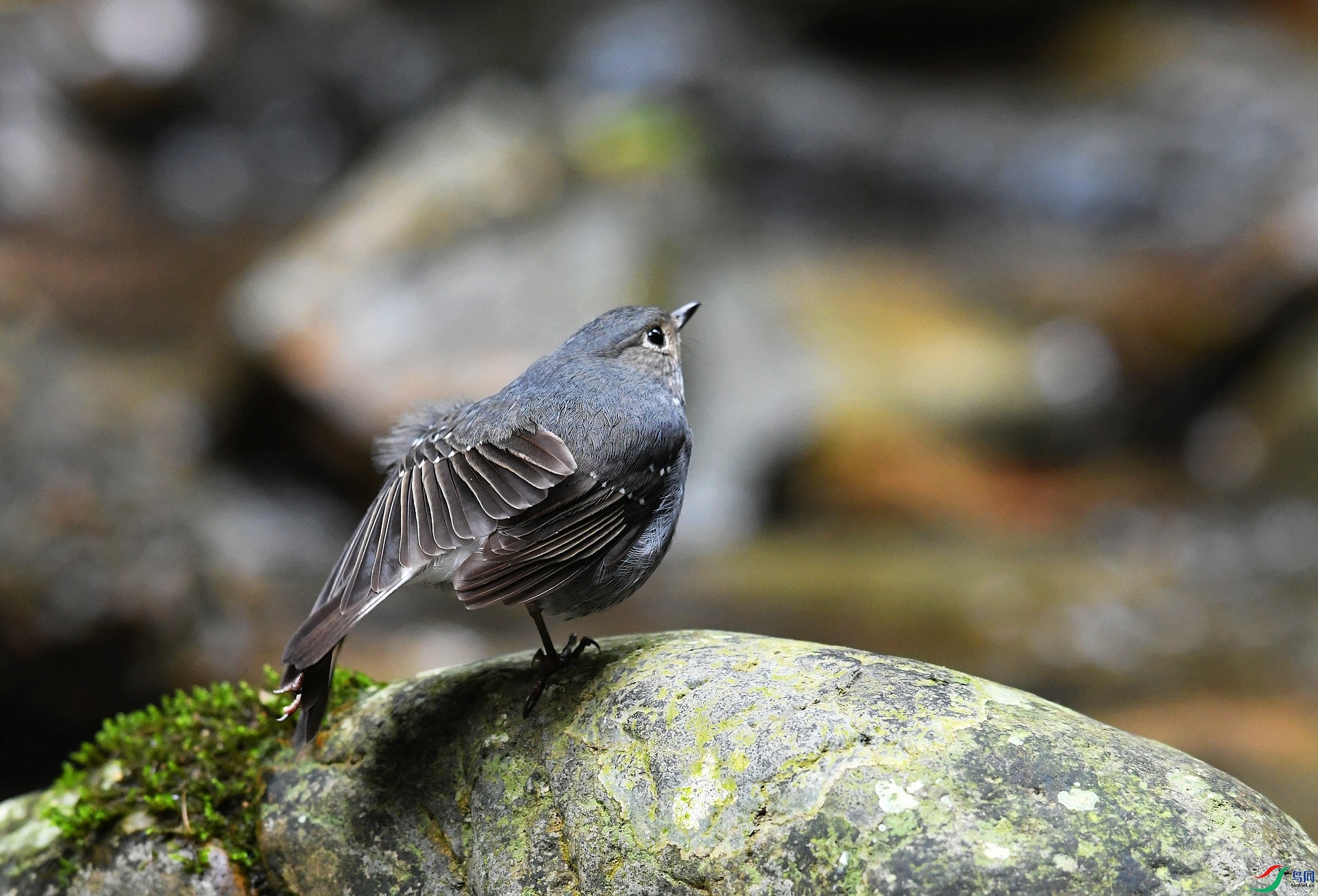DSC_6775.jpg