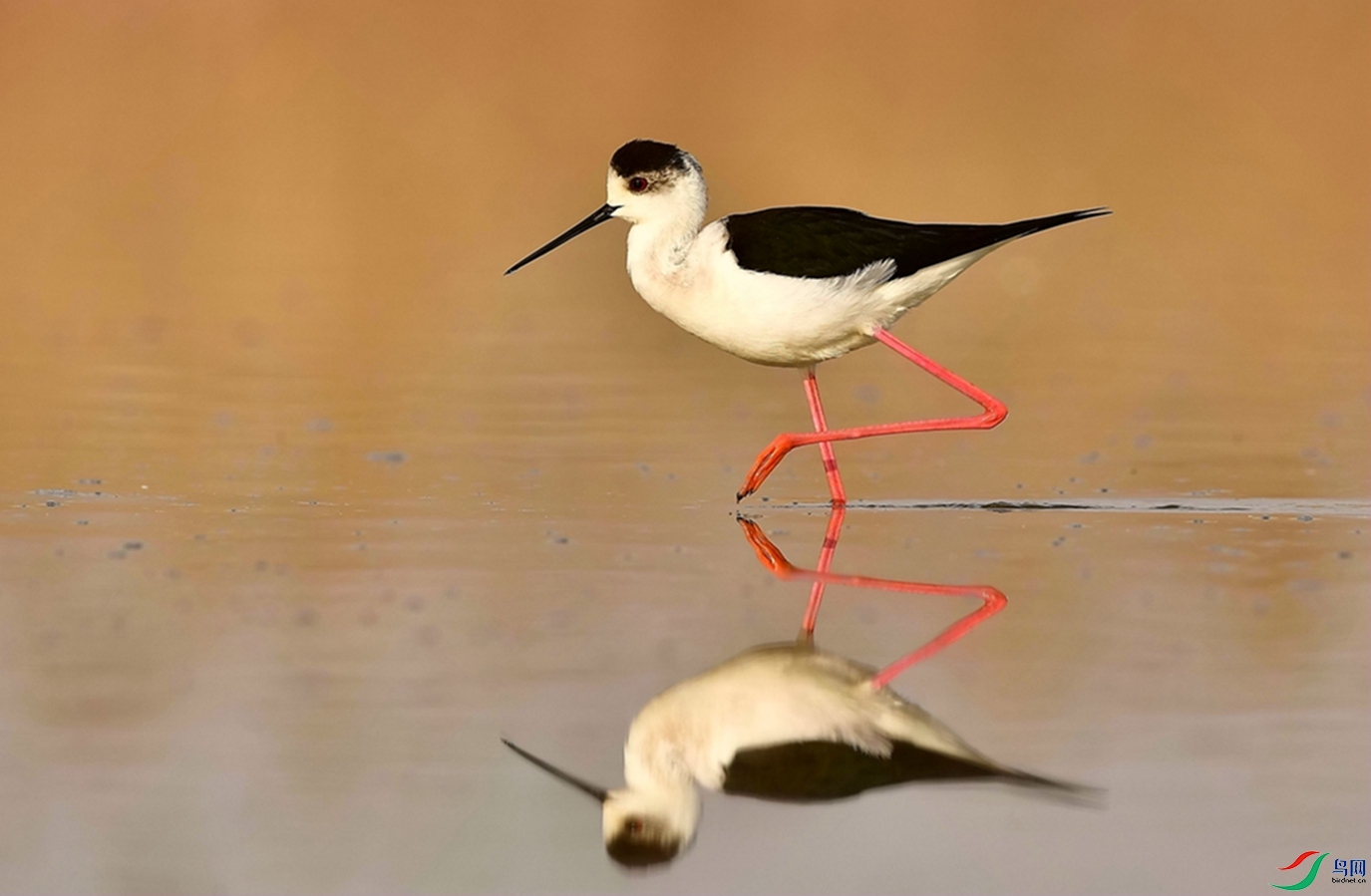 ���׵Ĵ��ա�