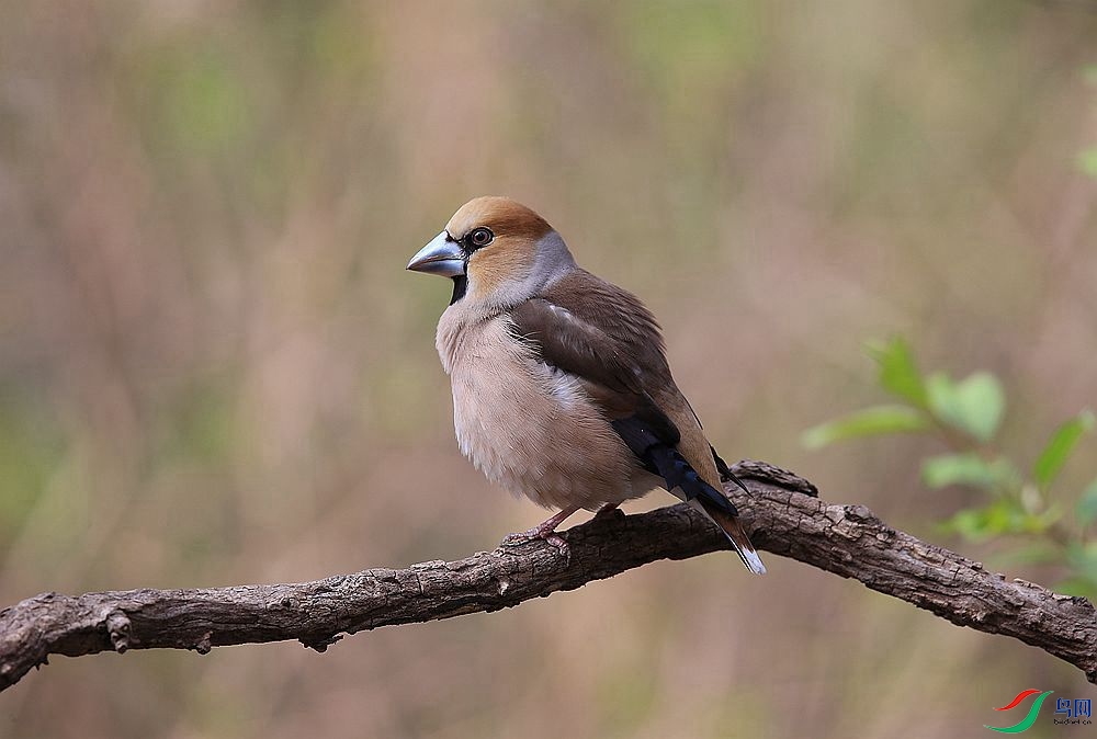D72T4752.JPG