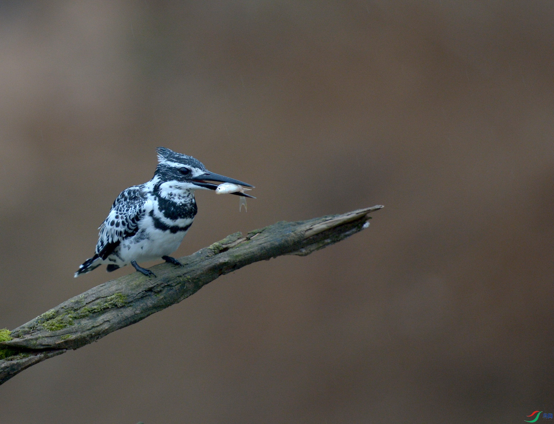 DSC_3645v.jpg