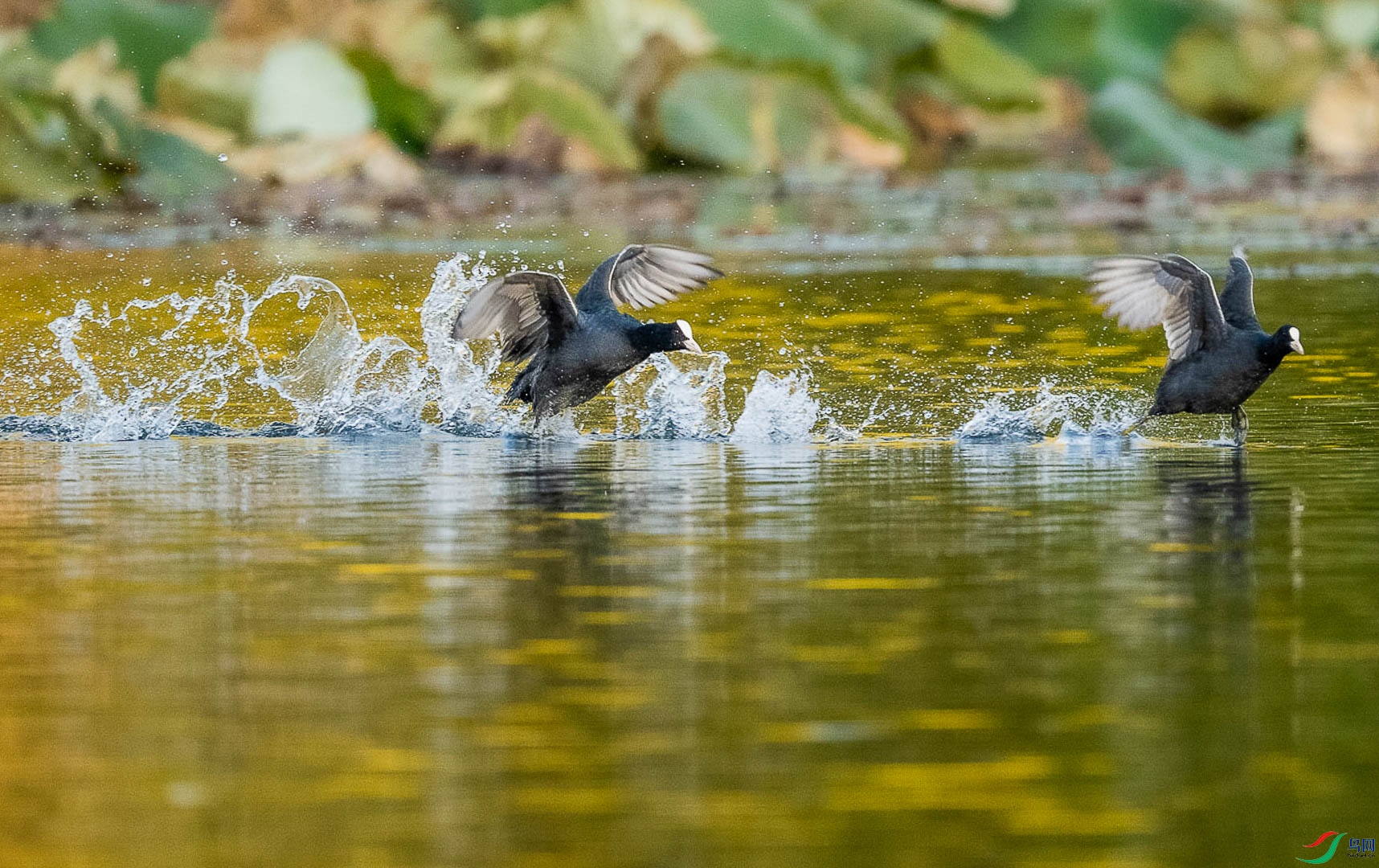 DSC_5408_4_2.jpg