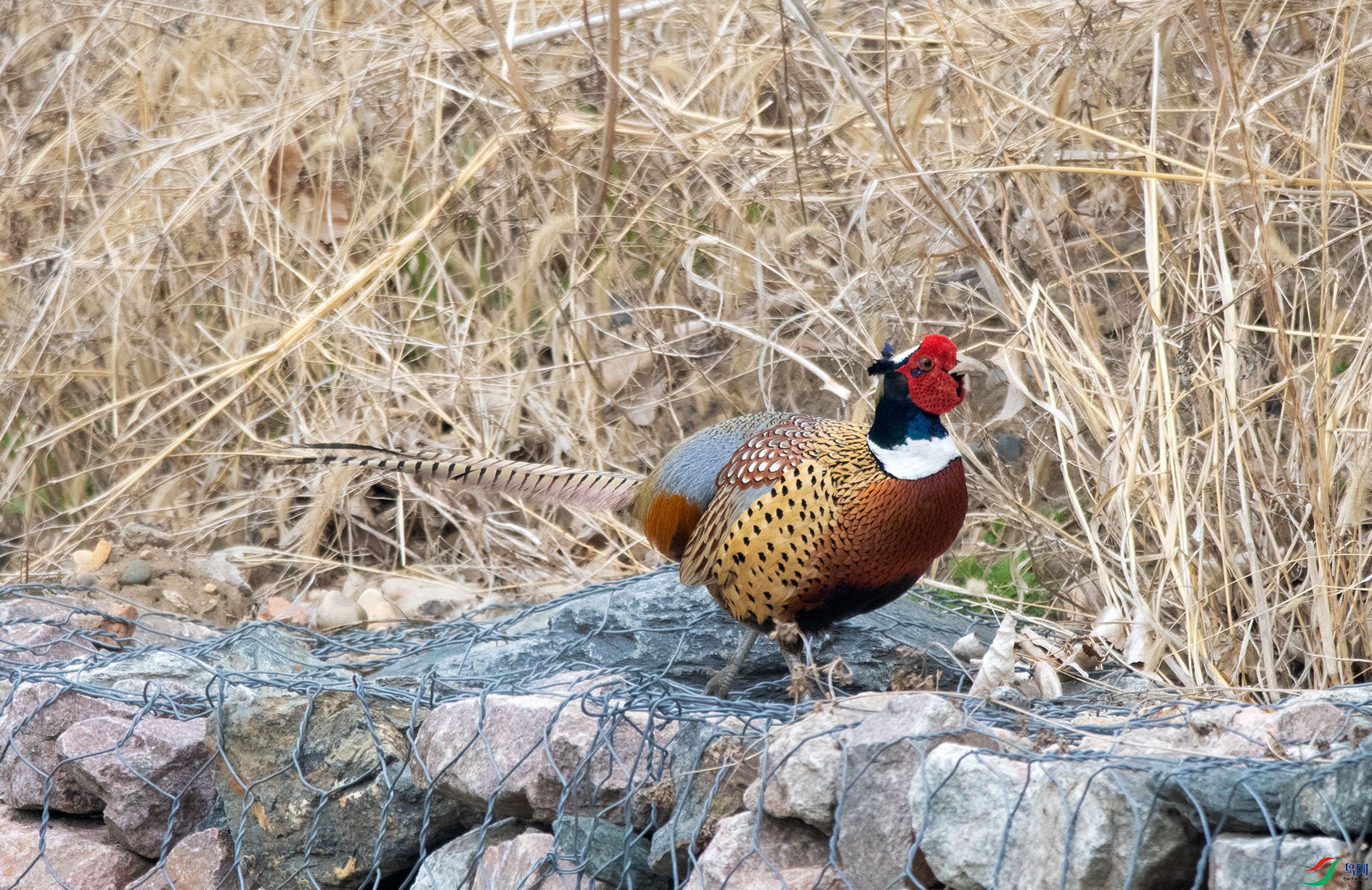 DSC_3855 ����.jpg