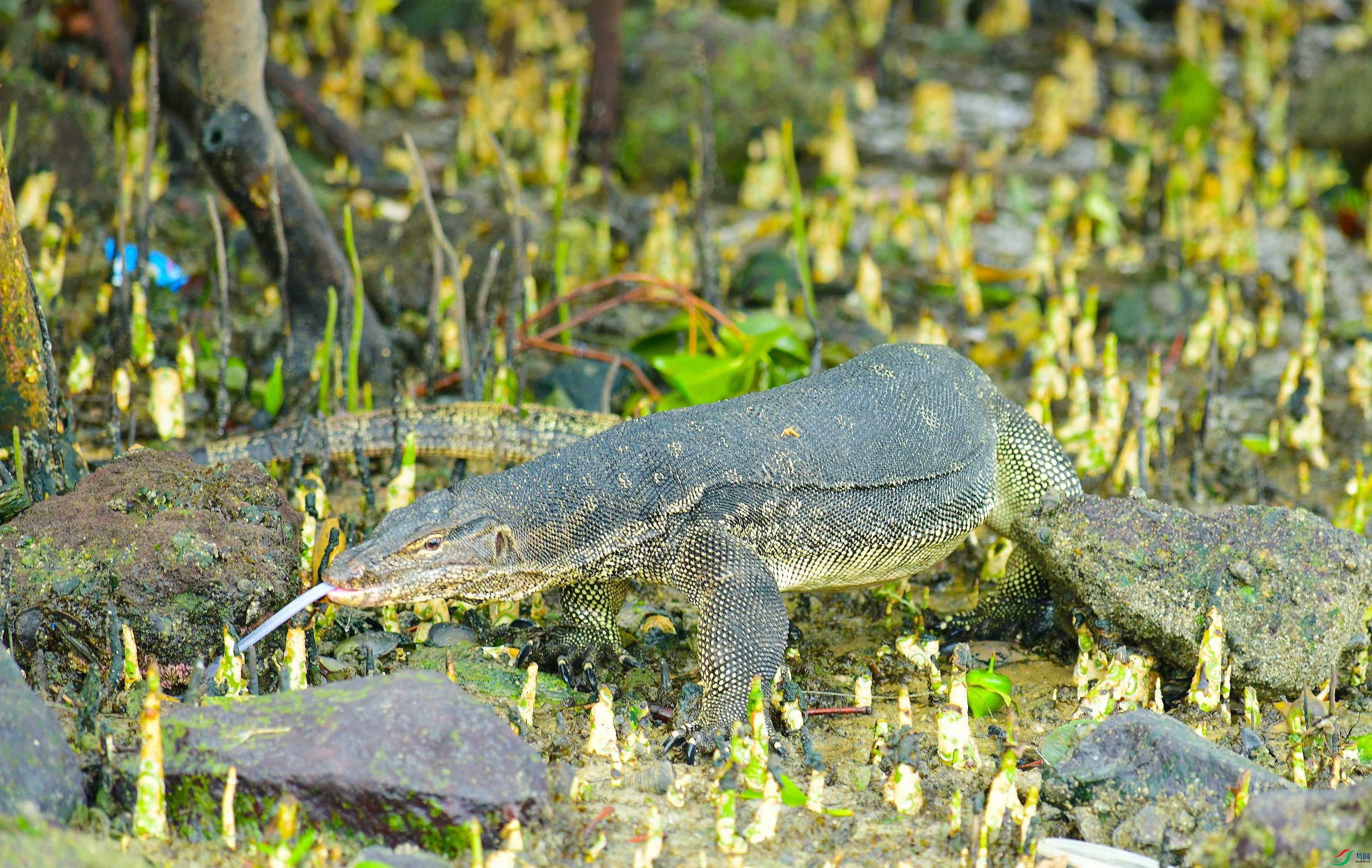 DSC_2051.JPG