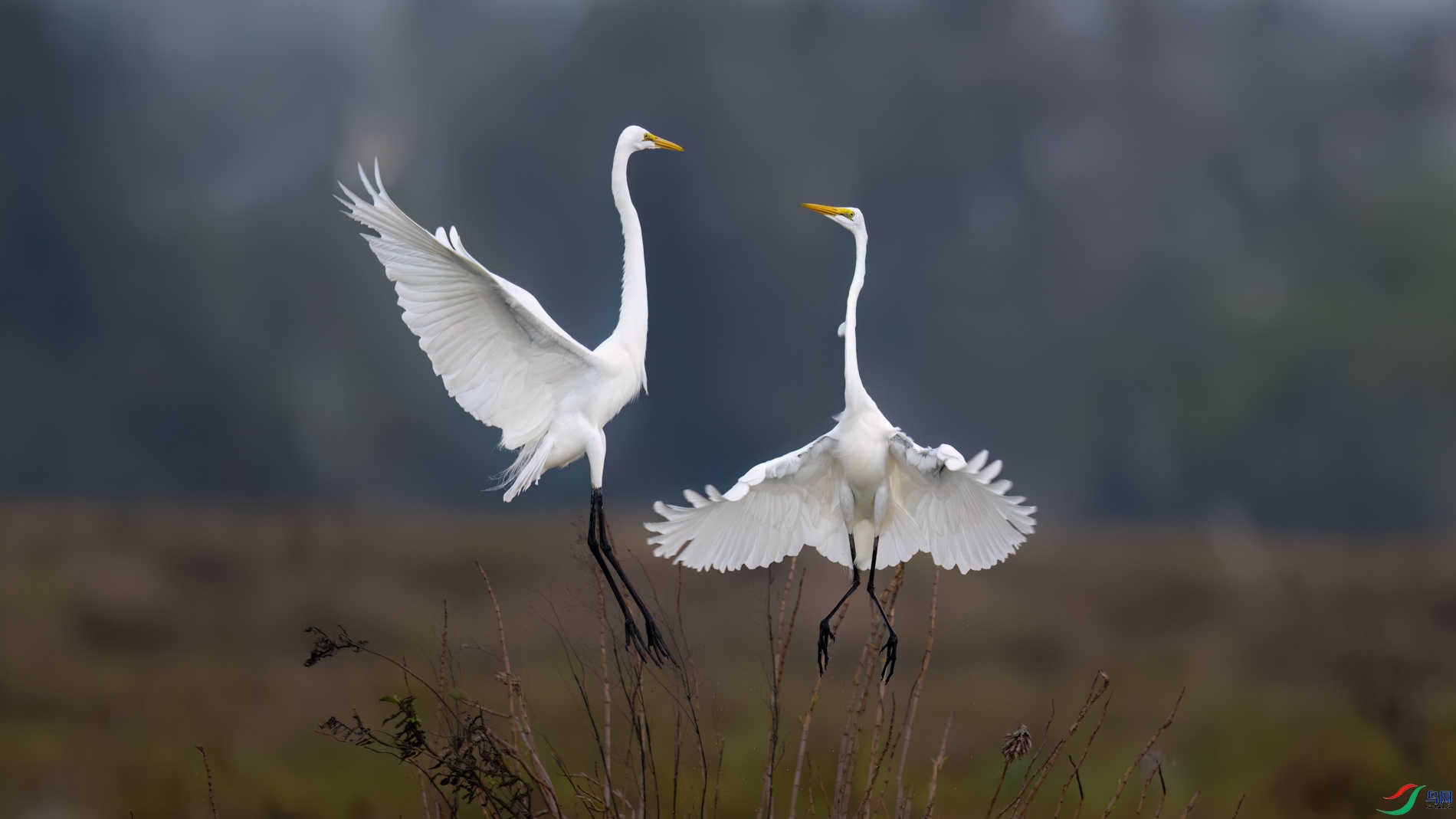 DSC_7851sen2026-2-20-04-�༭-2.jpg