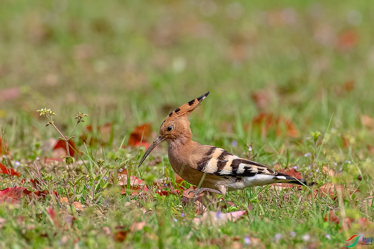 DSC_9604A.jpg