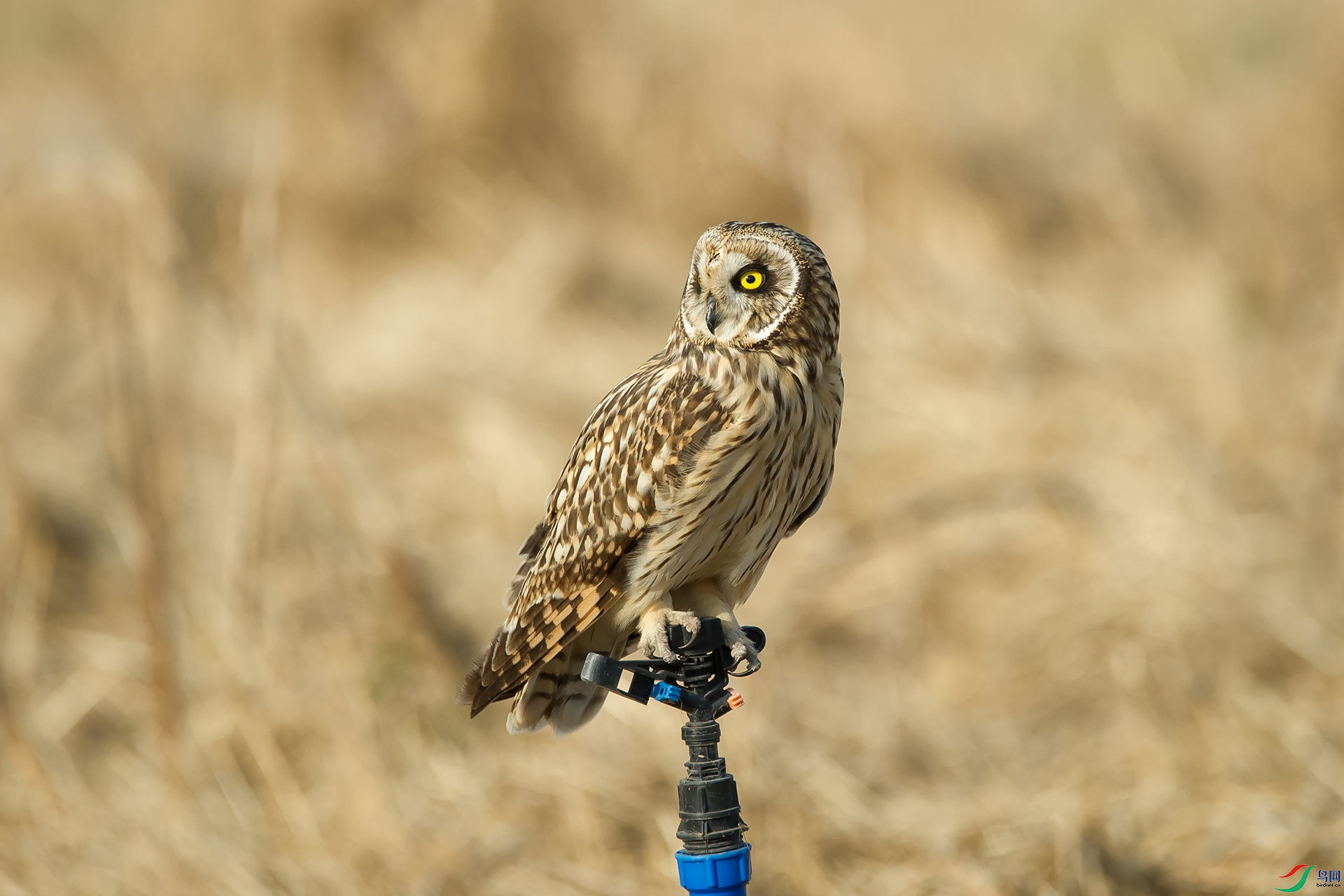 DSC_1000-20201221�ü�.jpg