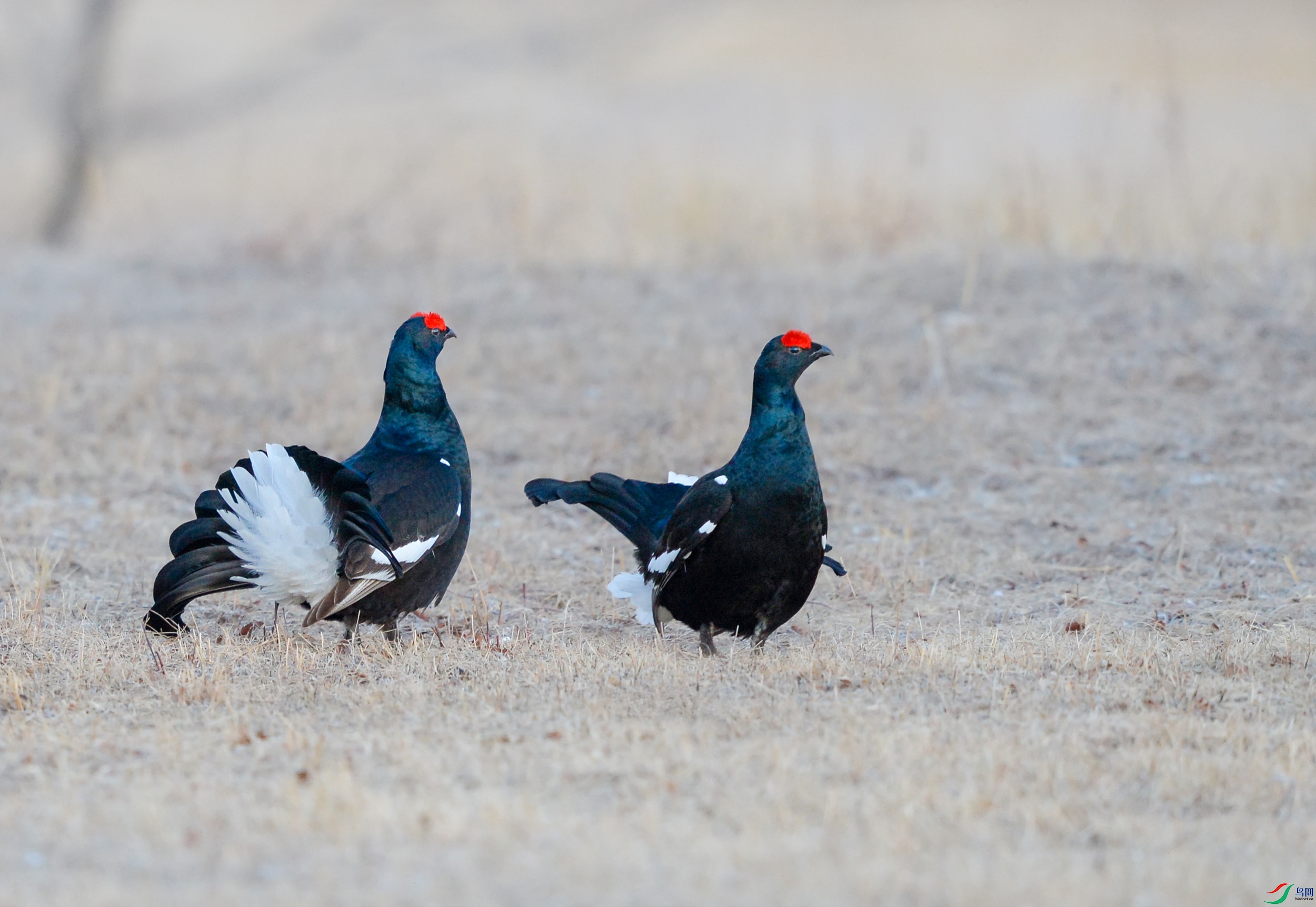 DSC_2314.jpg
