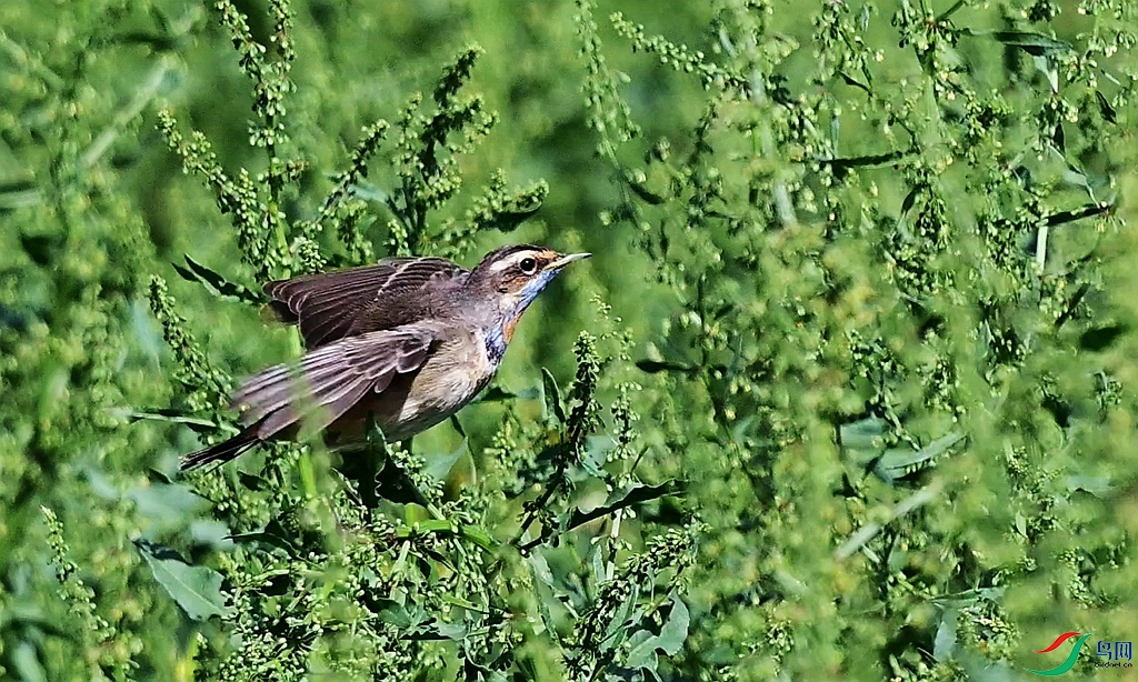 DSC_7878.JPG