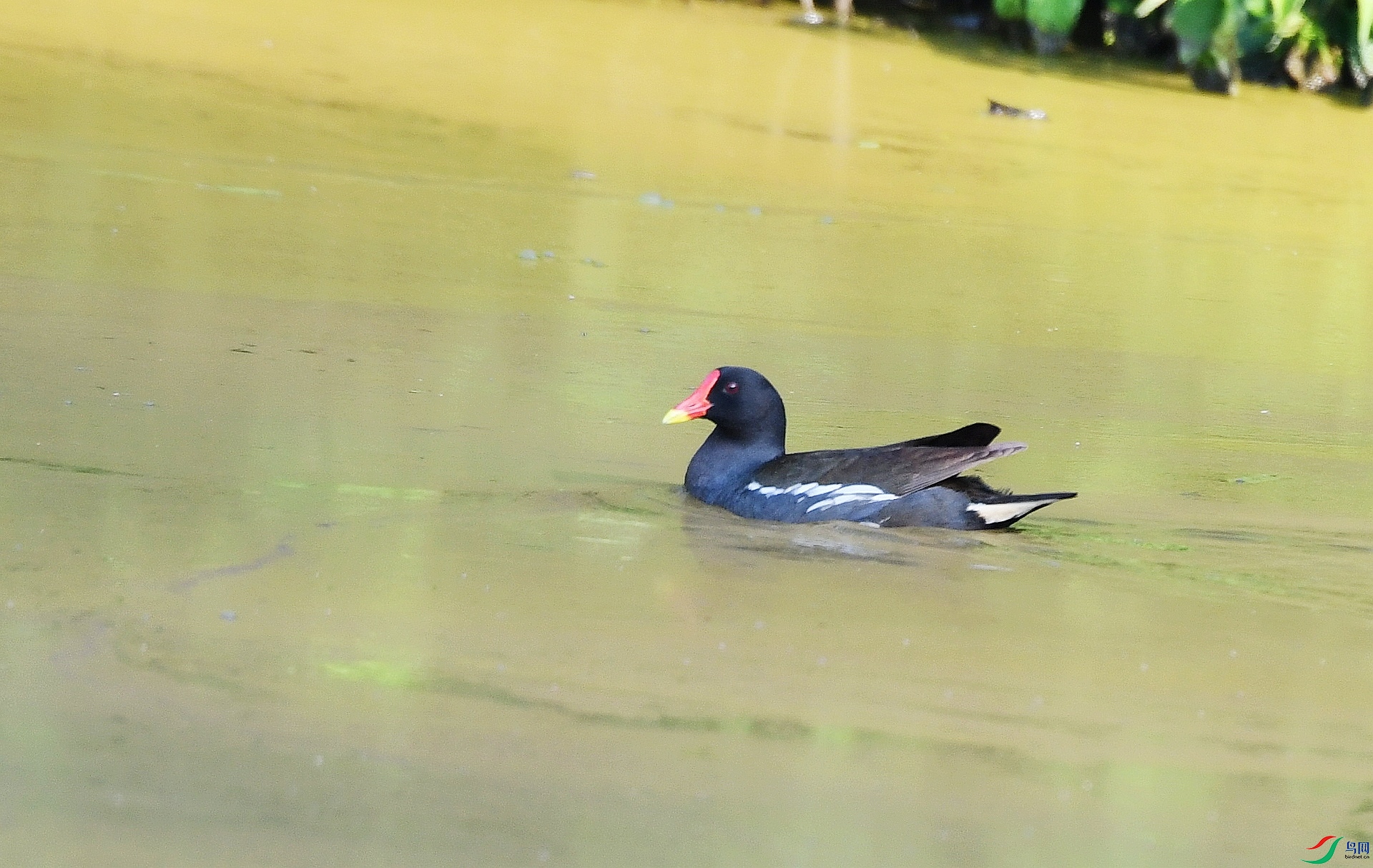 DSC_9931.jpg