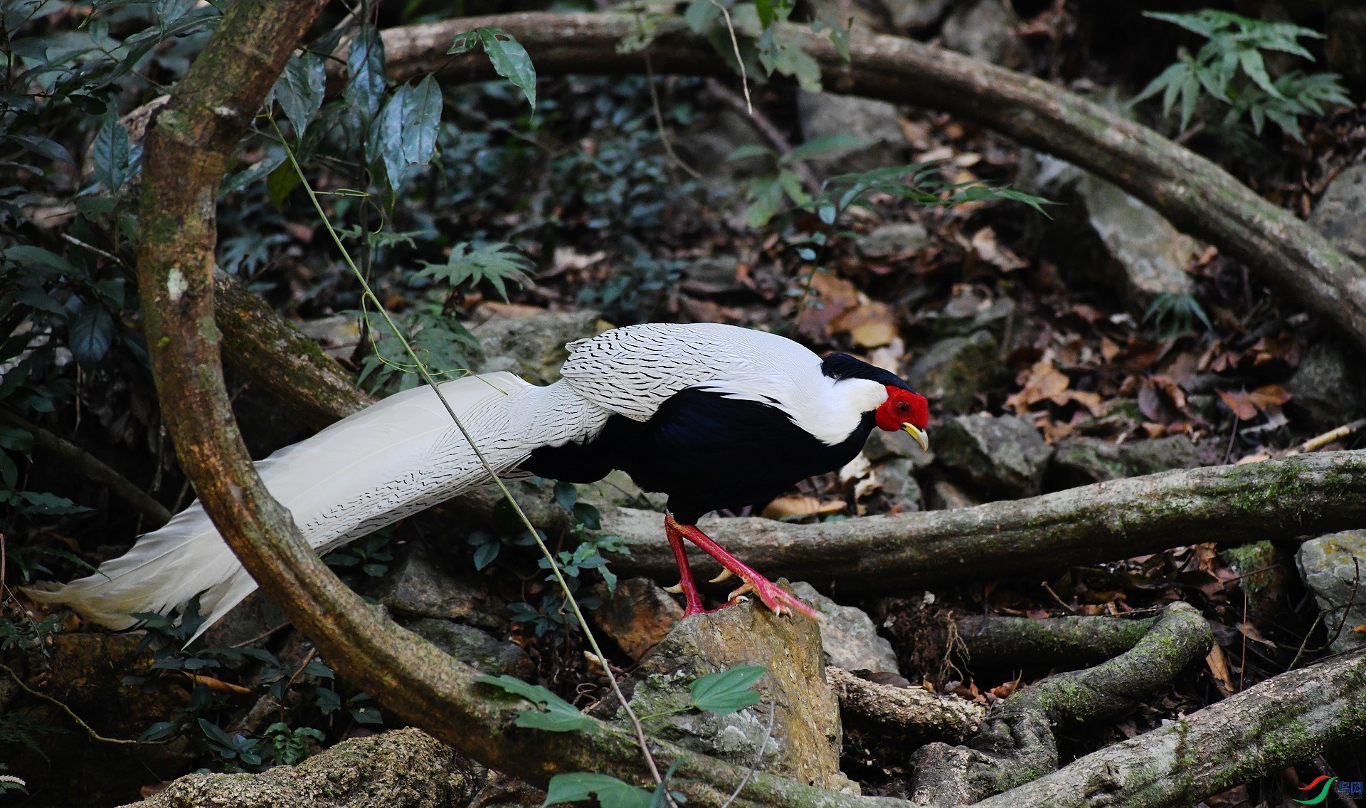 DSC_9924.jpg