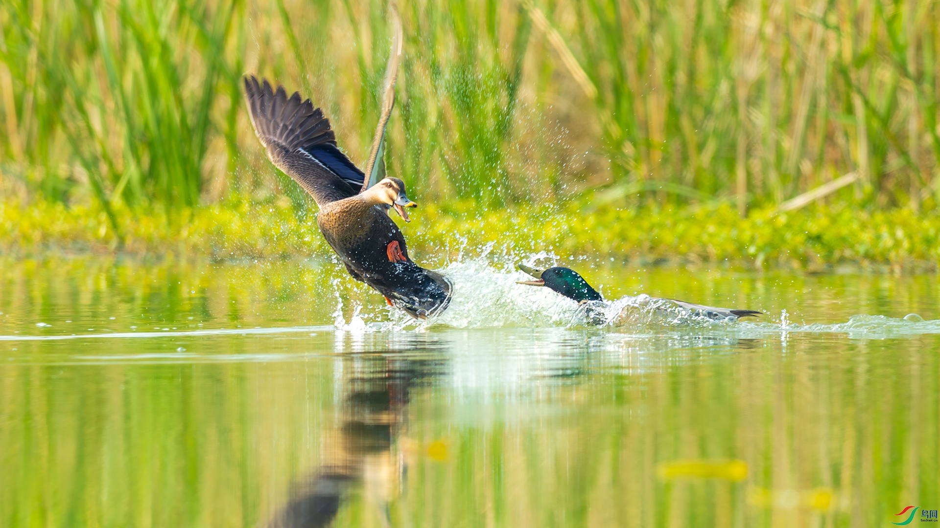 _F9A6699 ����.jpg