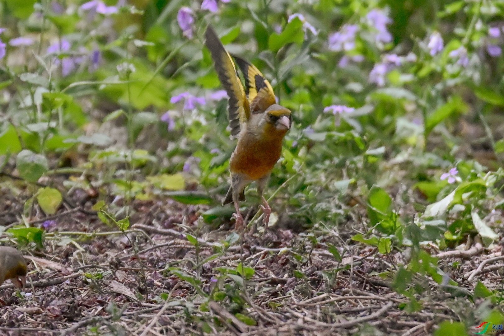 DSC_6880_1.jpg