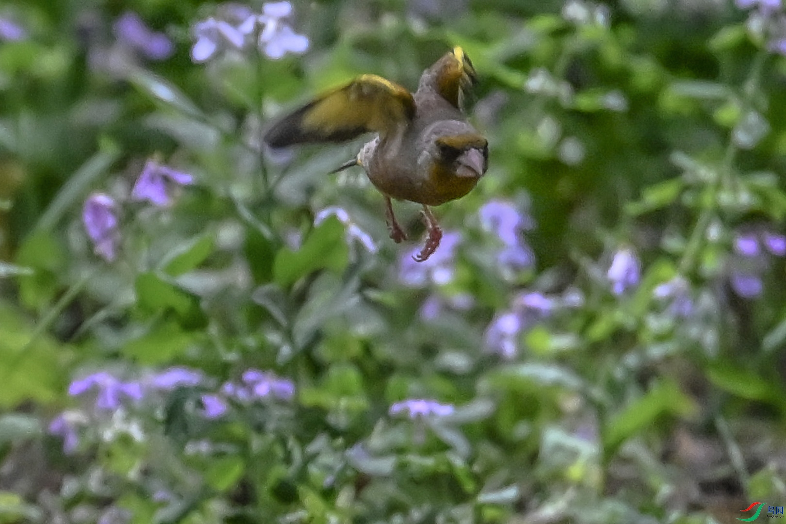 DSC_6896_1.jpg