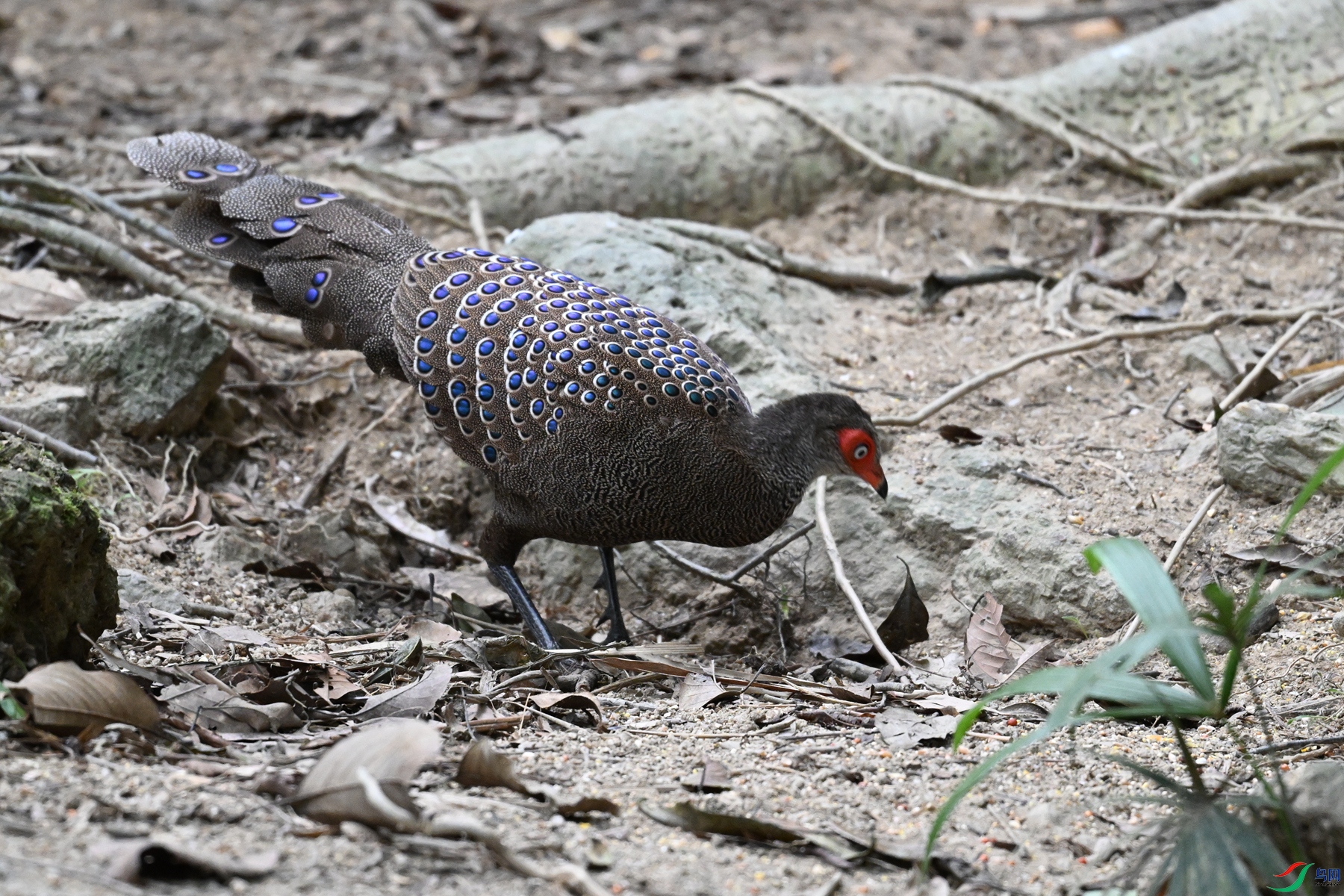 DSC_7521.JPG