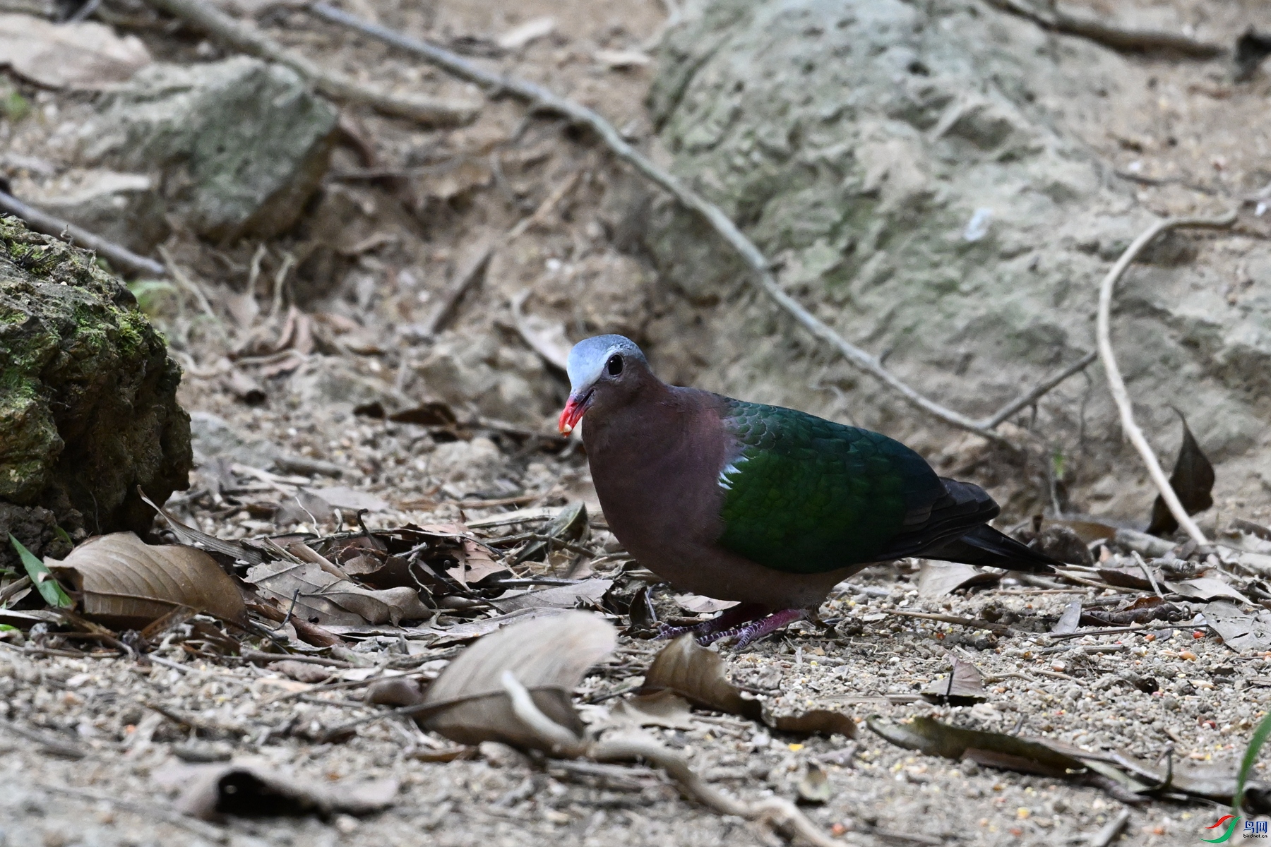 DSC_7535.JPG
