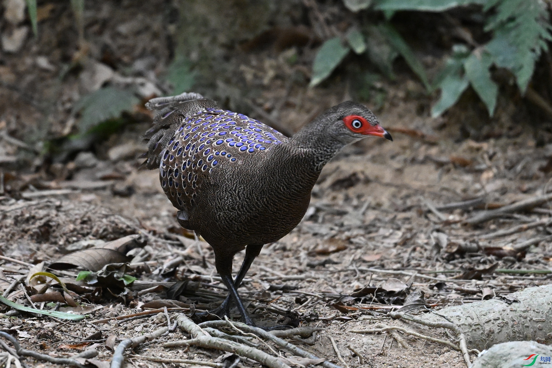 DSC_7548.JPG