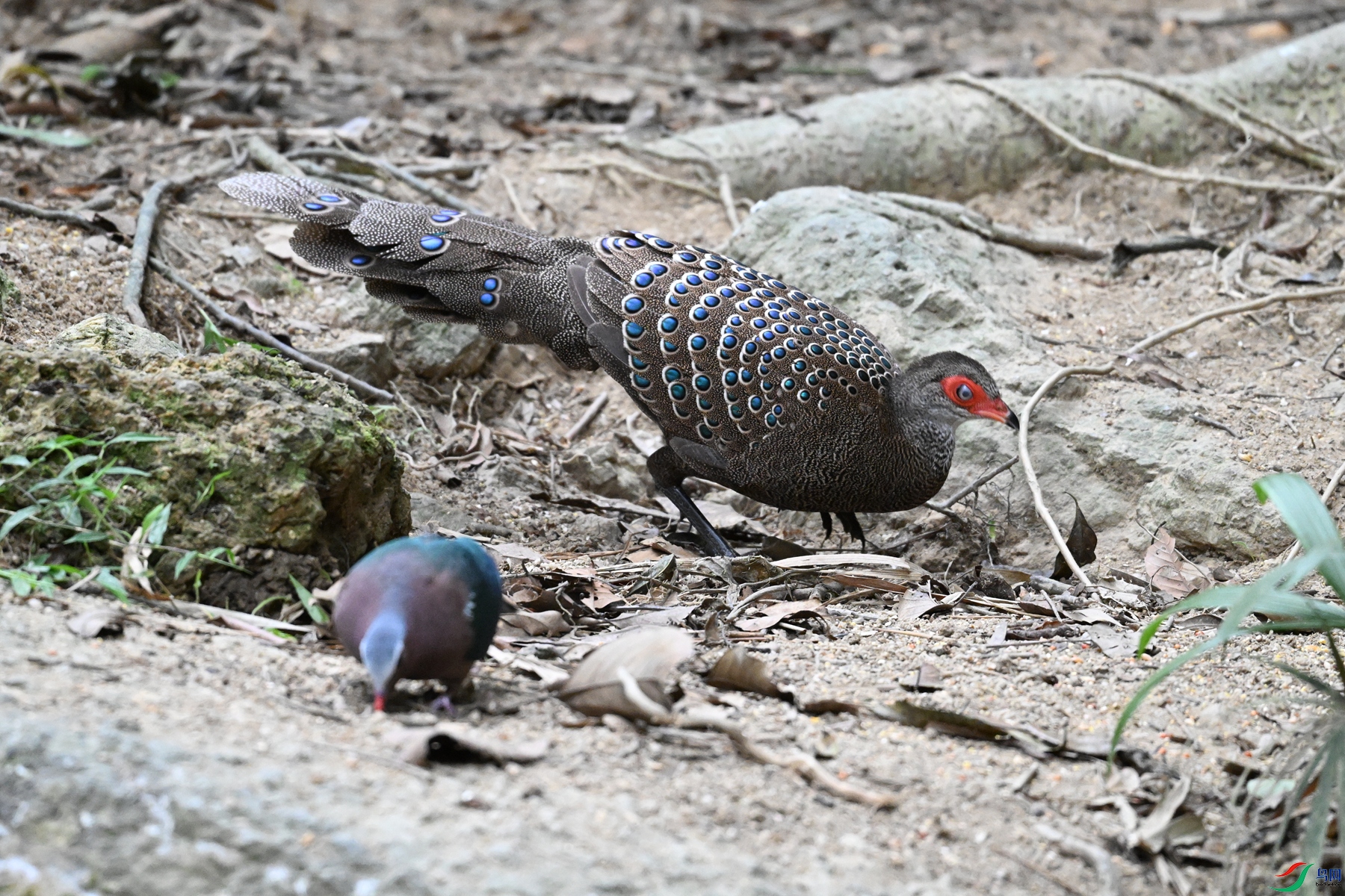 DSC_7549.JPG