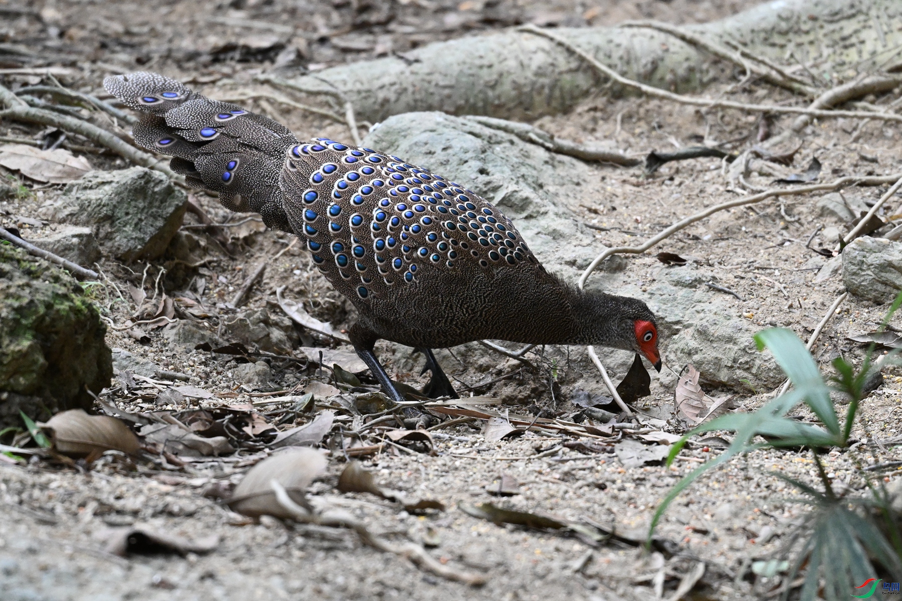 DSC_7523.JPG