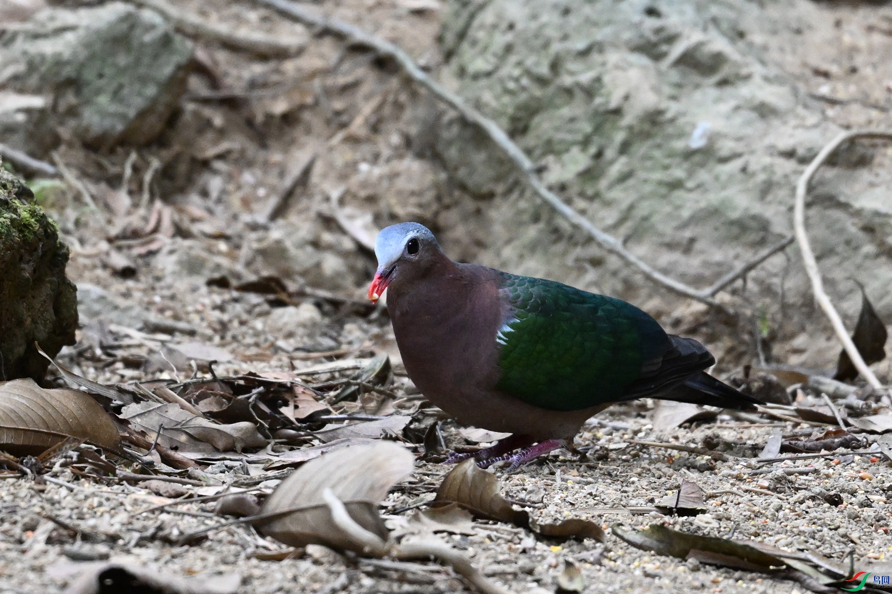 DSC_7537.JPG