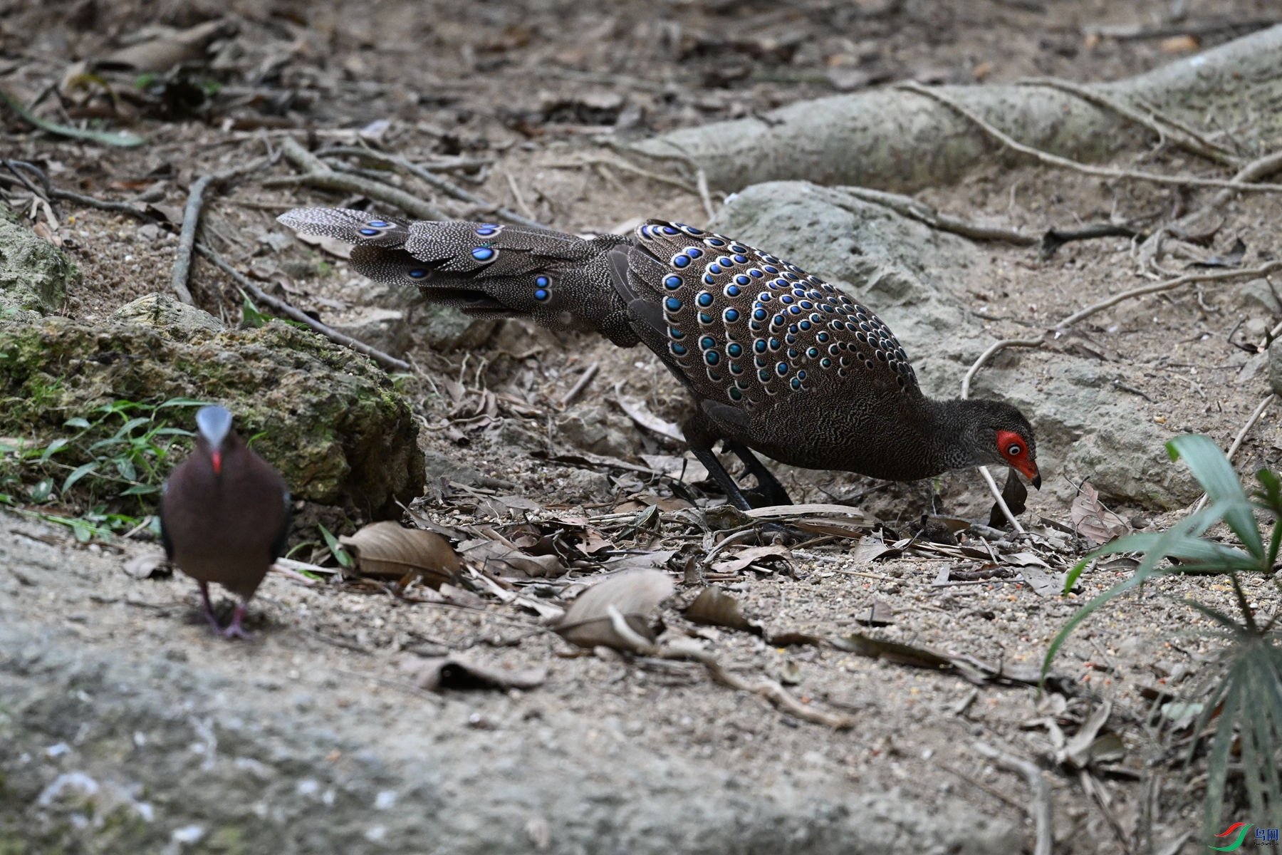 DSC_7552.JPG