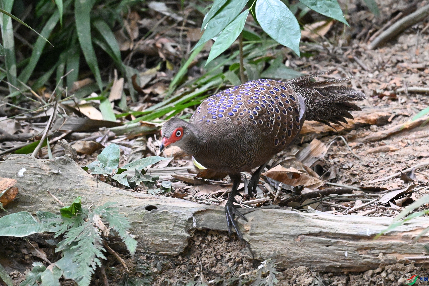 DSC_7539.JPG