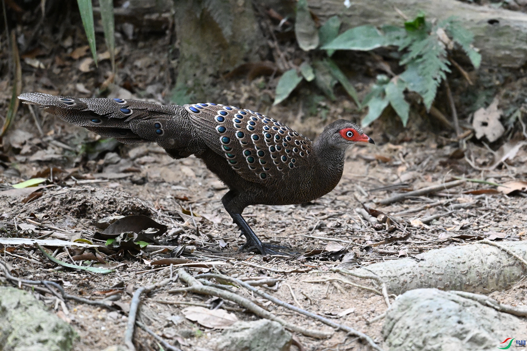 DSC_7528.JPG