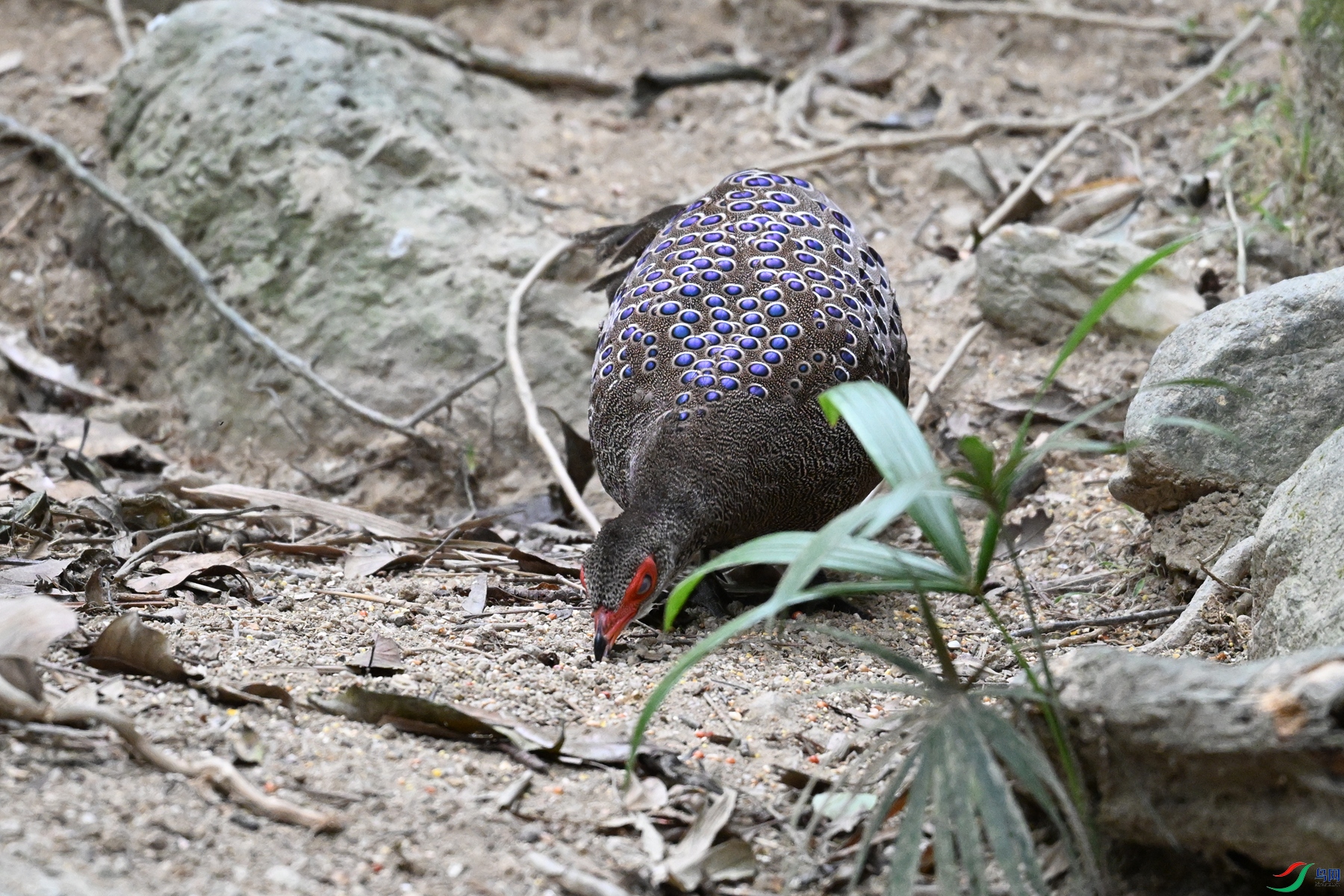 DSC_7557.JPG