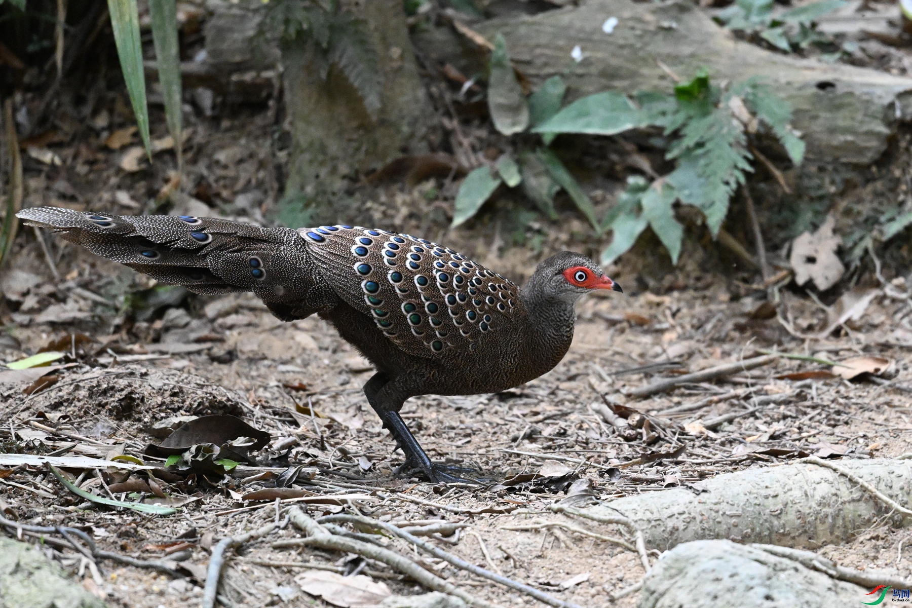 DSC_7530.JPG