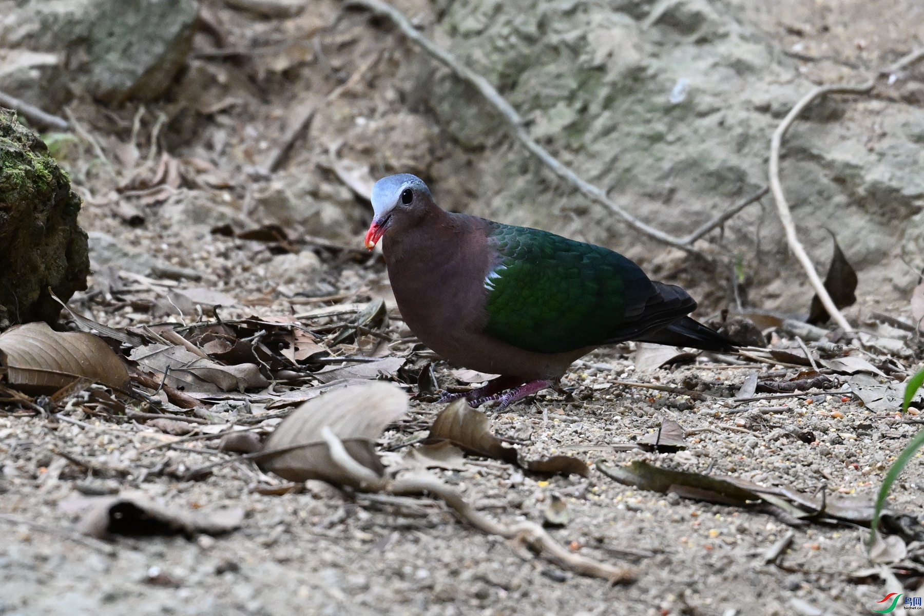 DSC_7534.JPG