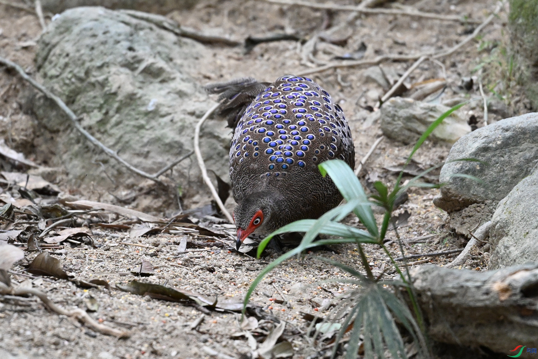 DSC_7556.JPG