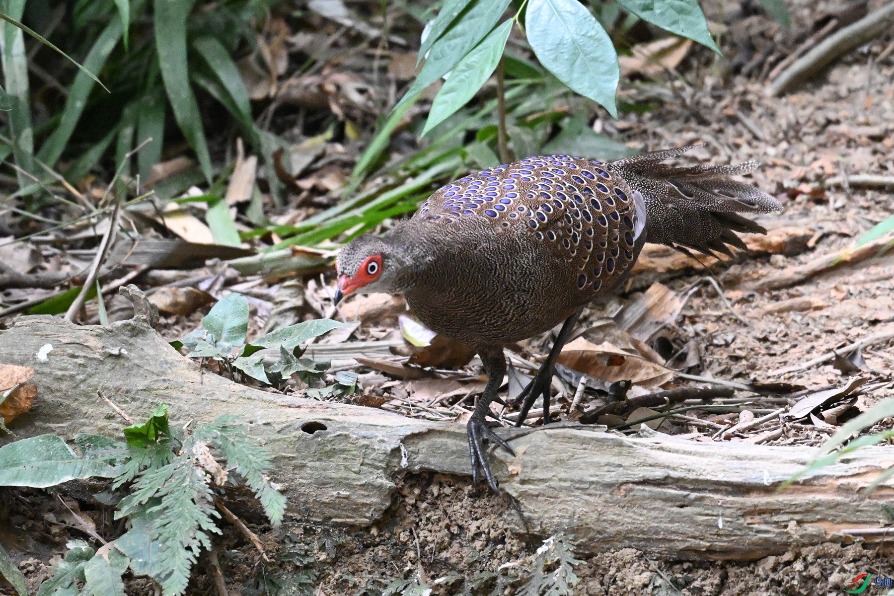 DSC_7538.JPG