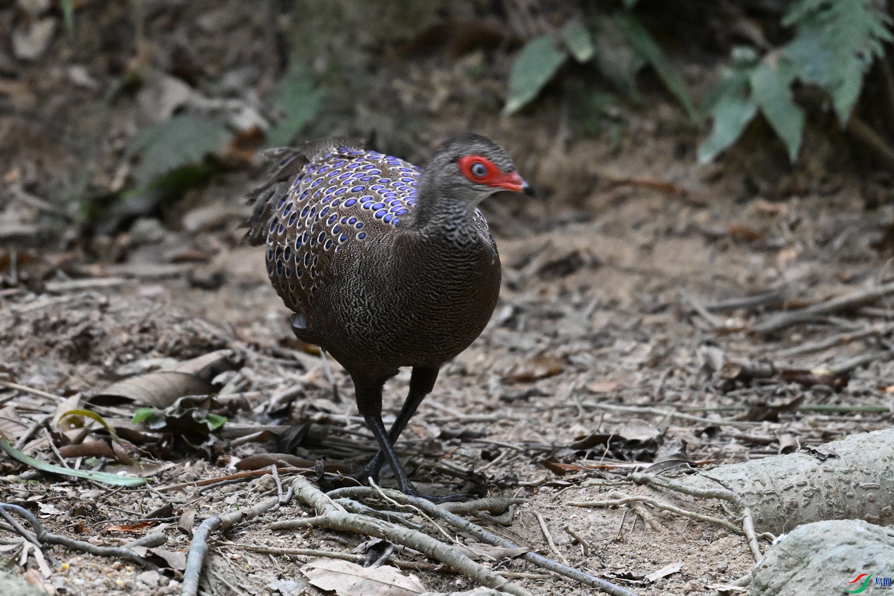 DSC_7547.JPG