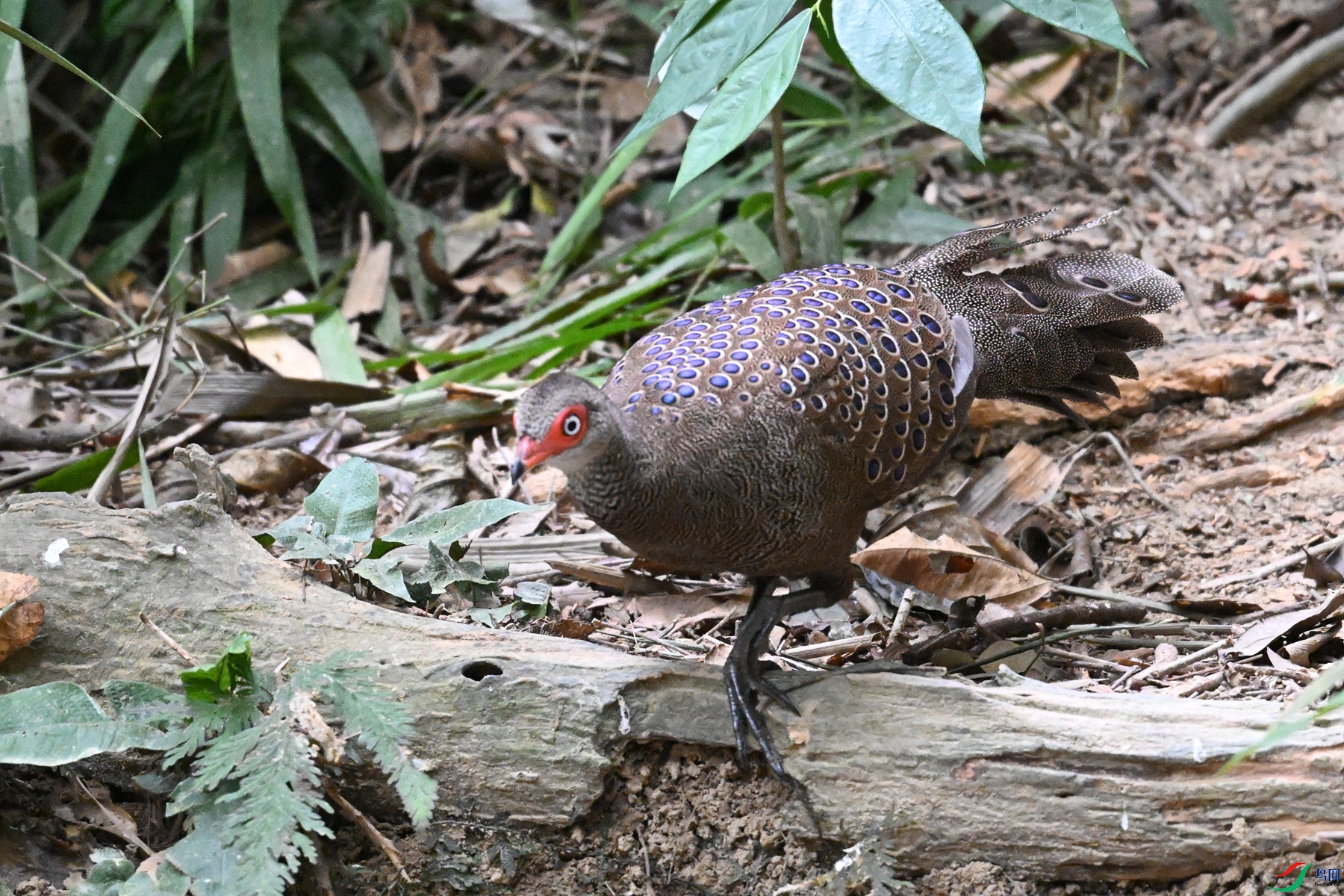 DSC_7540.JPG
