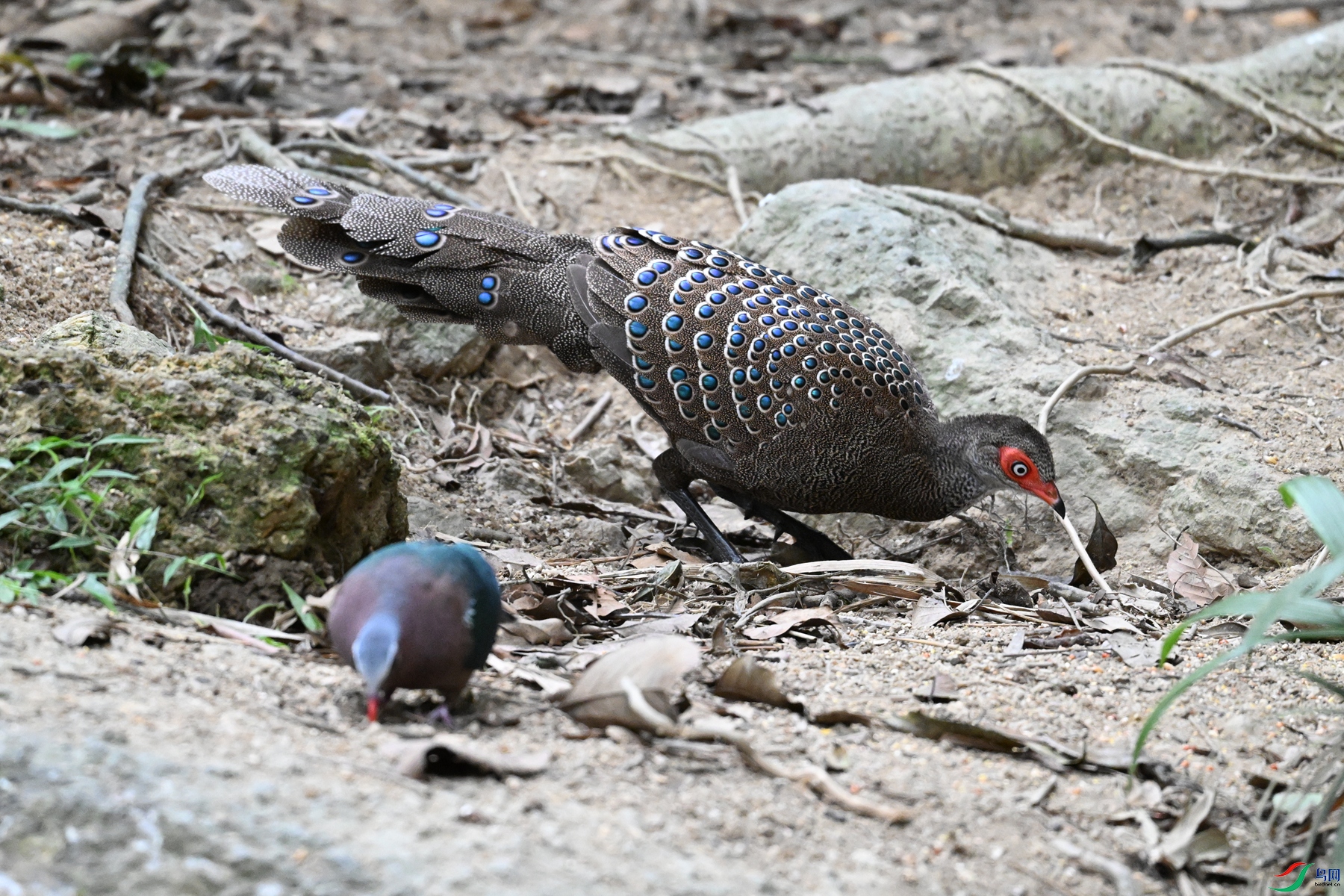 DSC_7550.JPG