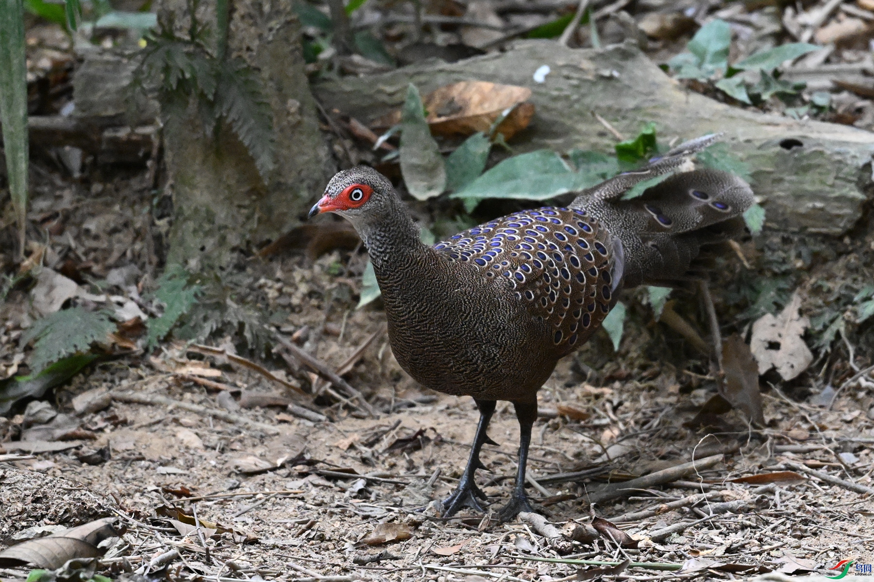 DSC_7542.JPG