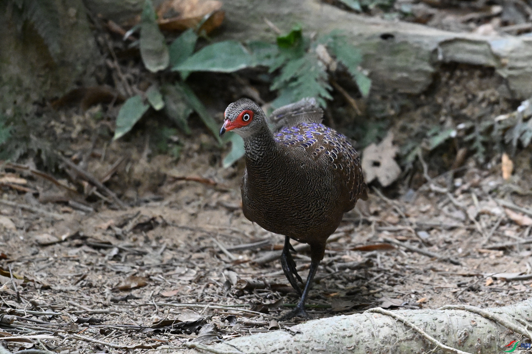 DSC_7545.JPG