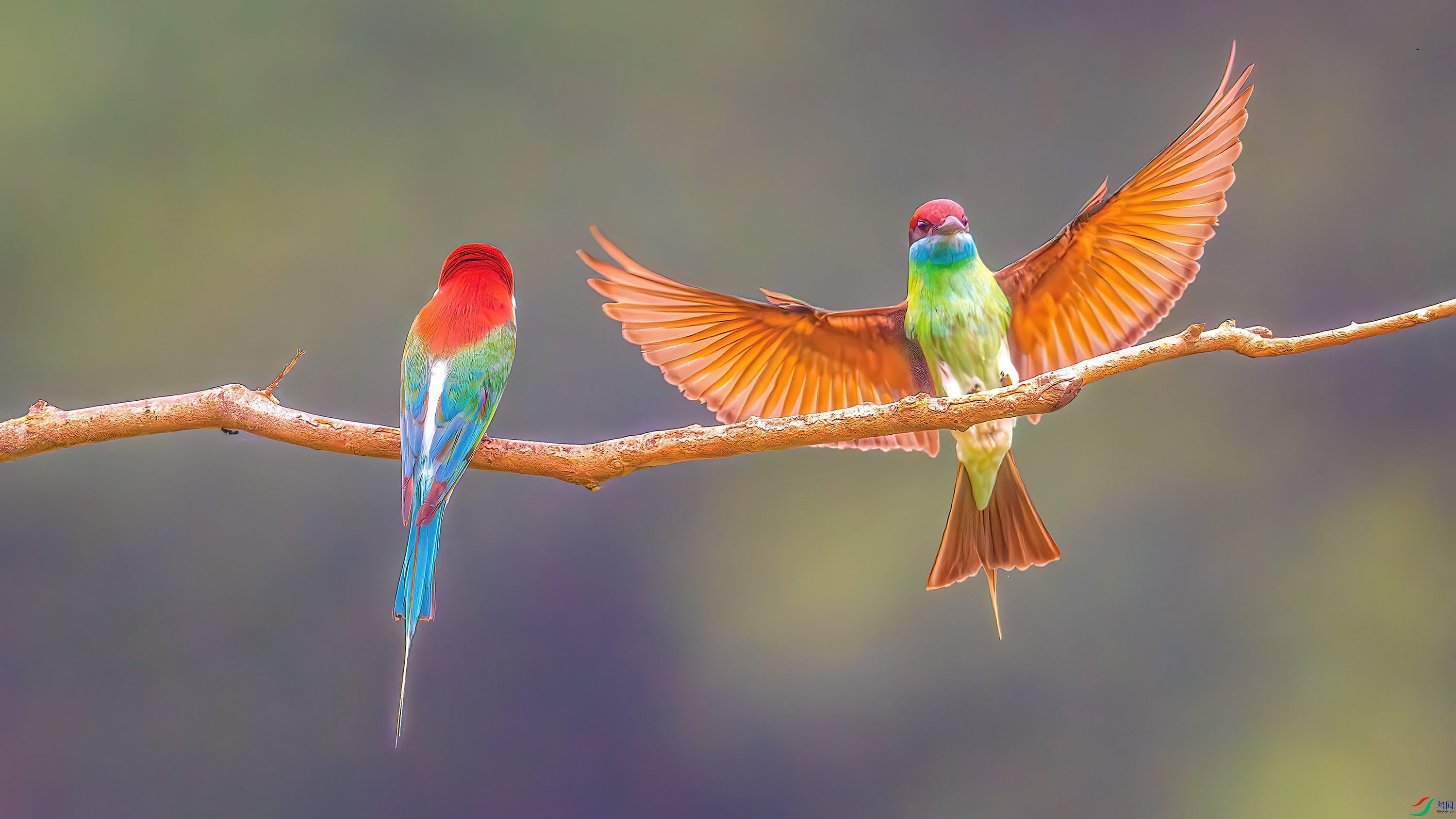 DSC_4466-����ǿ-NR.jpg