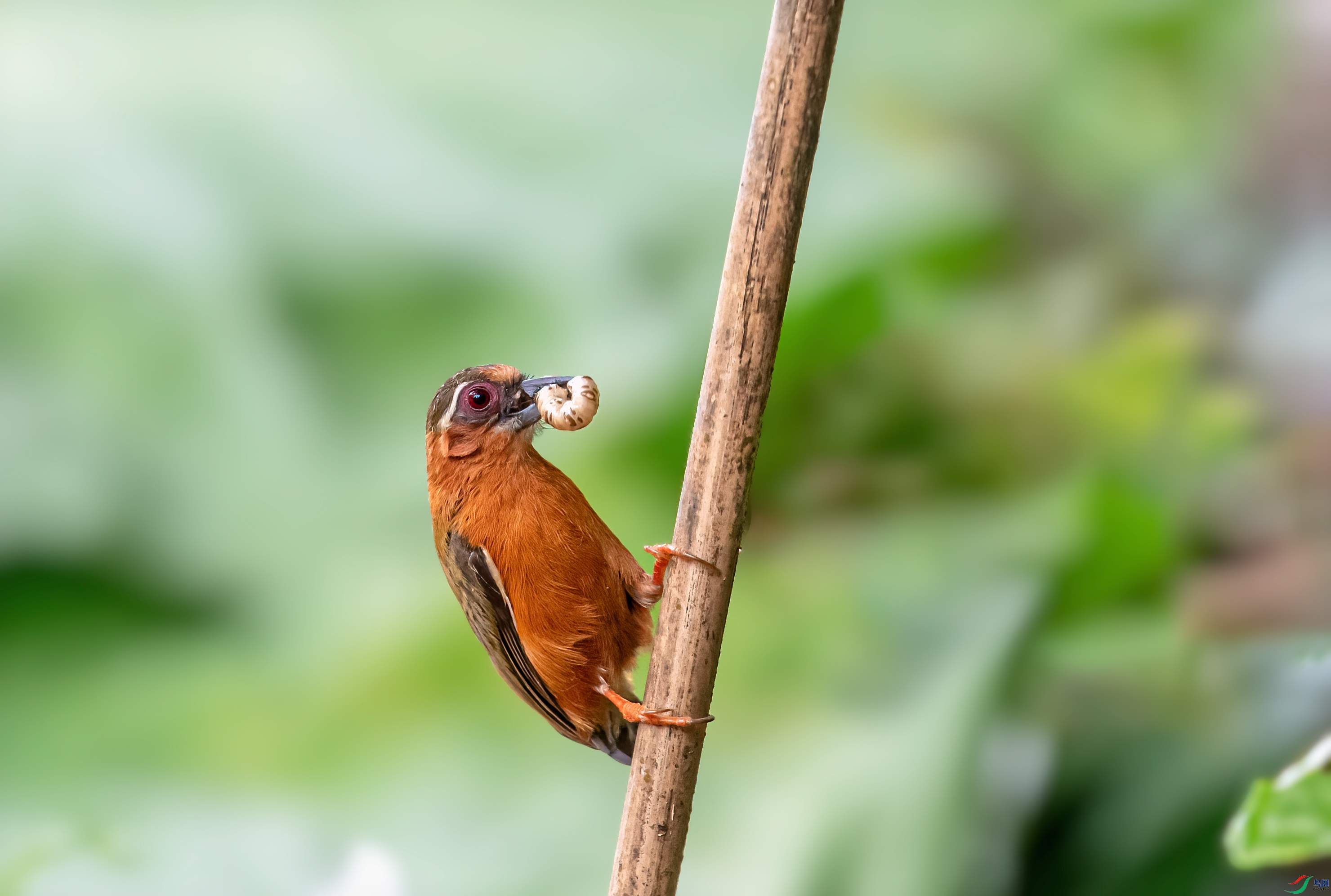 DSC_9219-1.jpg