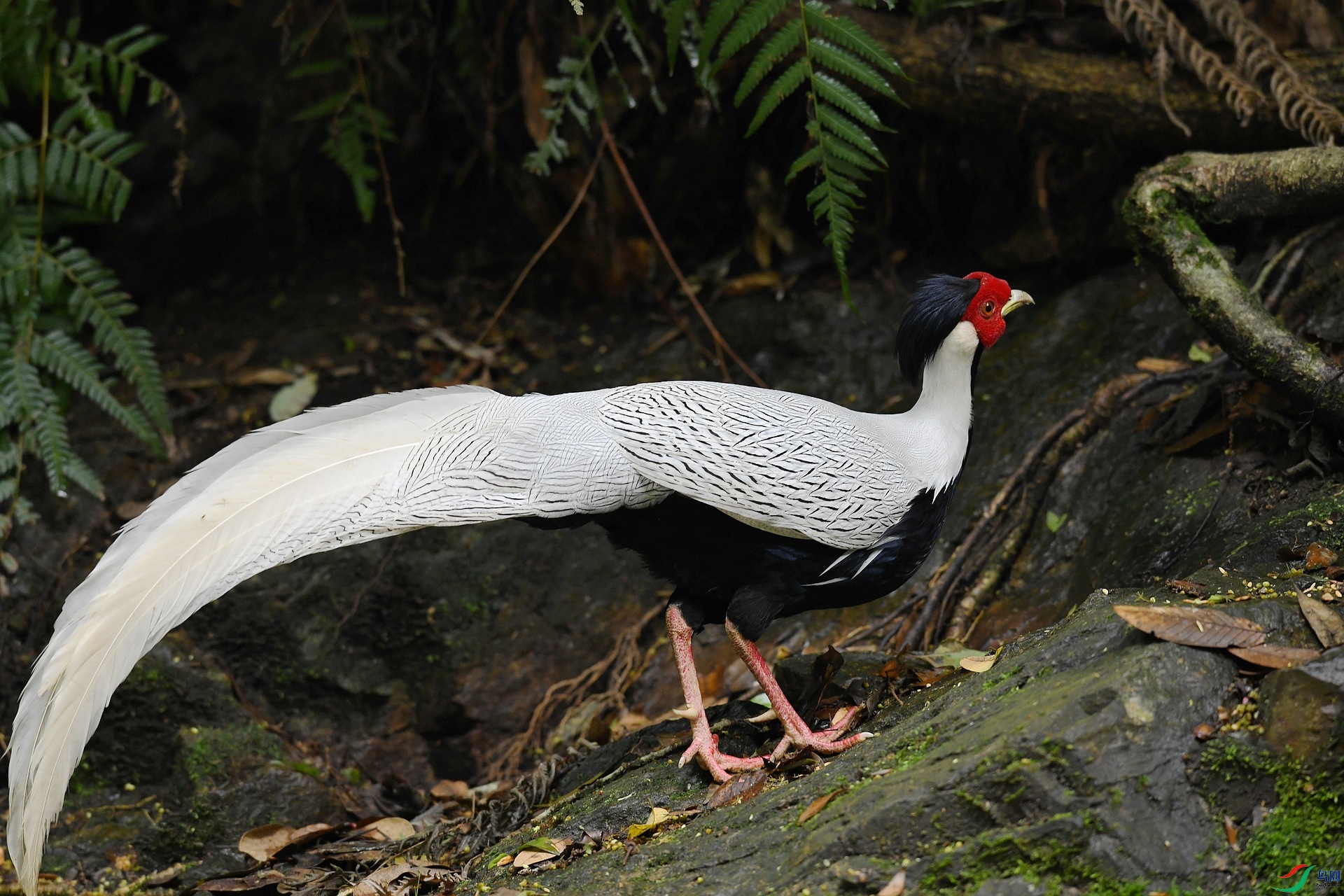 DSC_6300.jpg