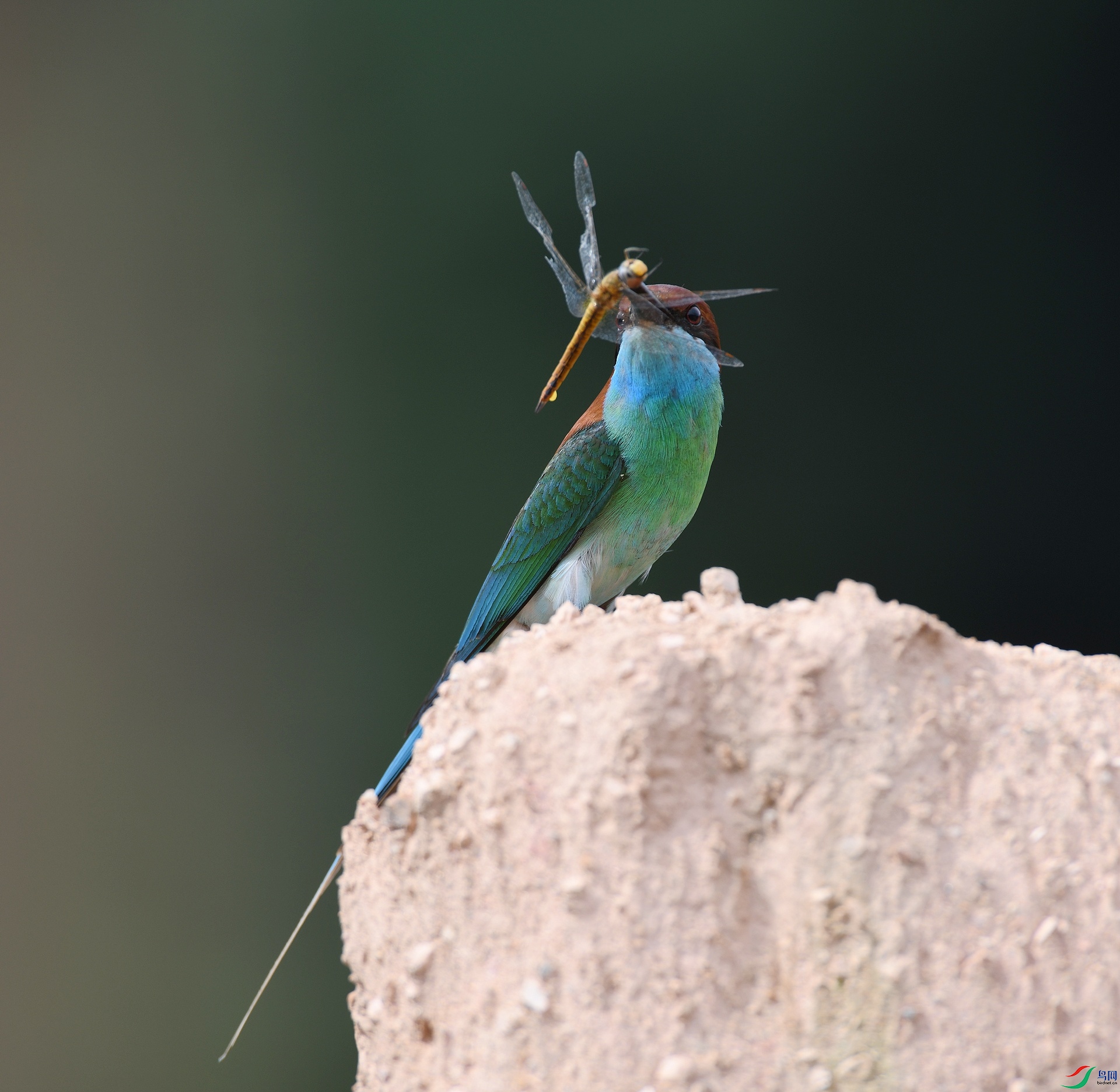 DSC_8680.jpg