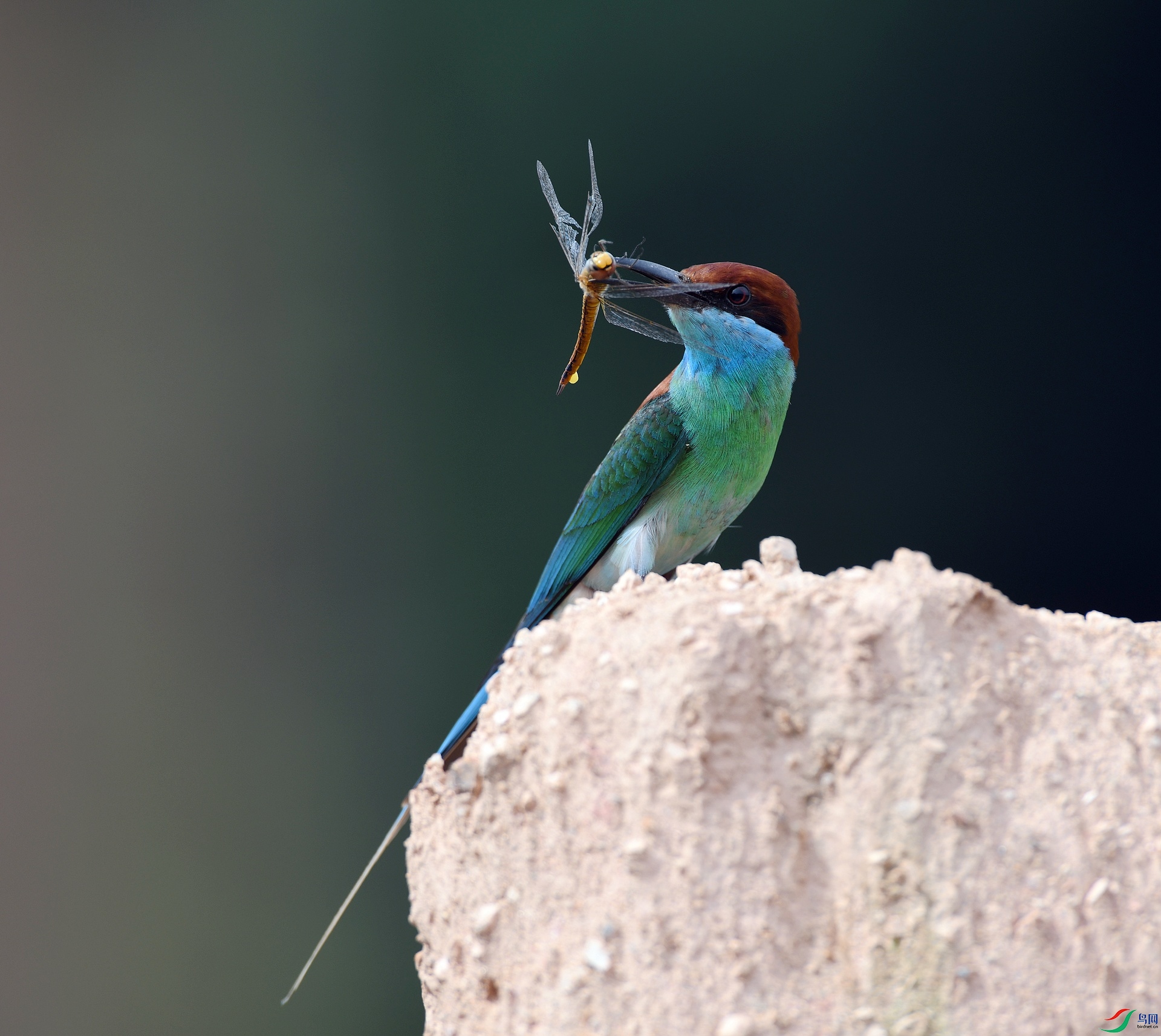 DSC_8681.jpg