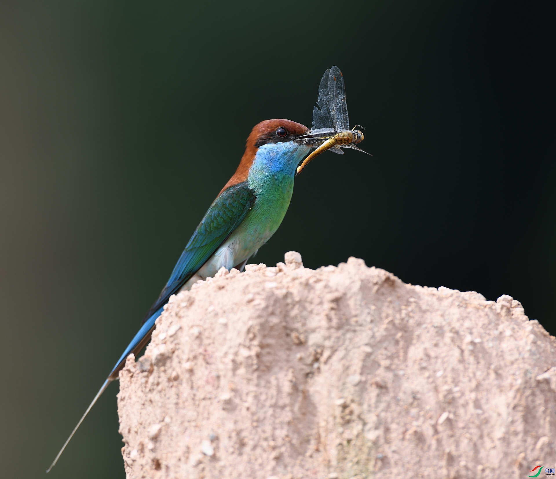 DSC_8678.jpg
