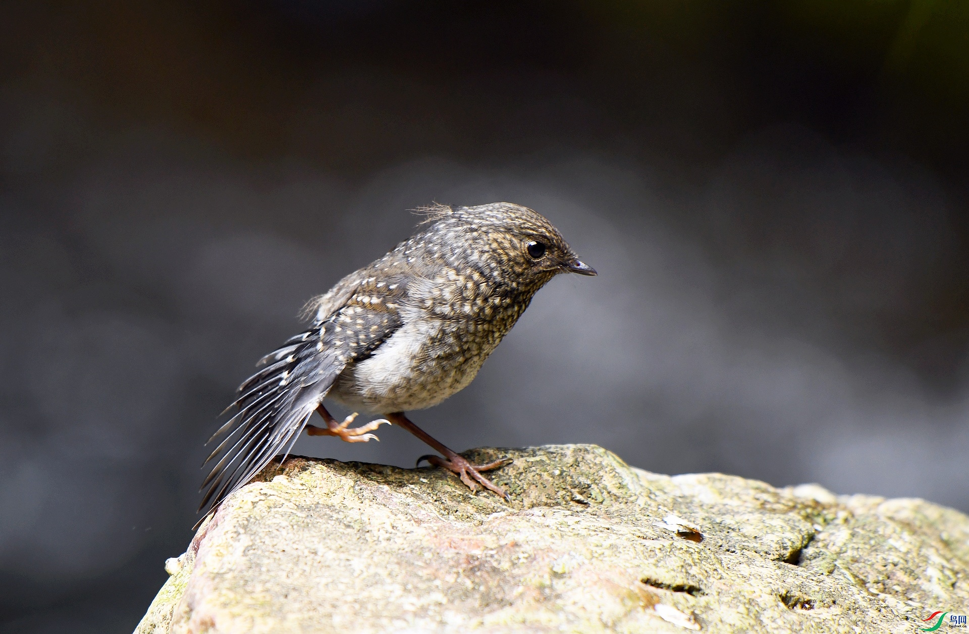 DSC_8483.jpg