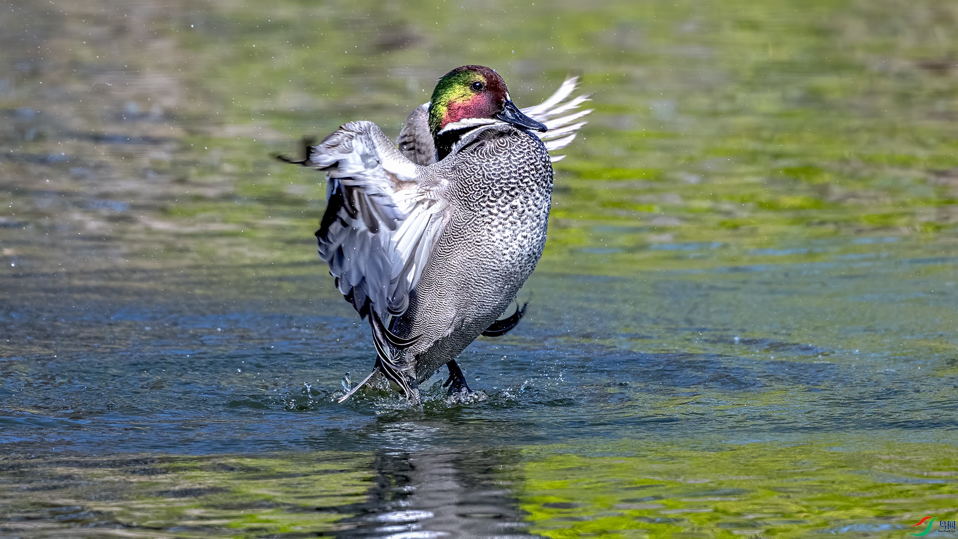 DSC_4302-.jpg