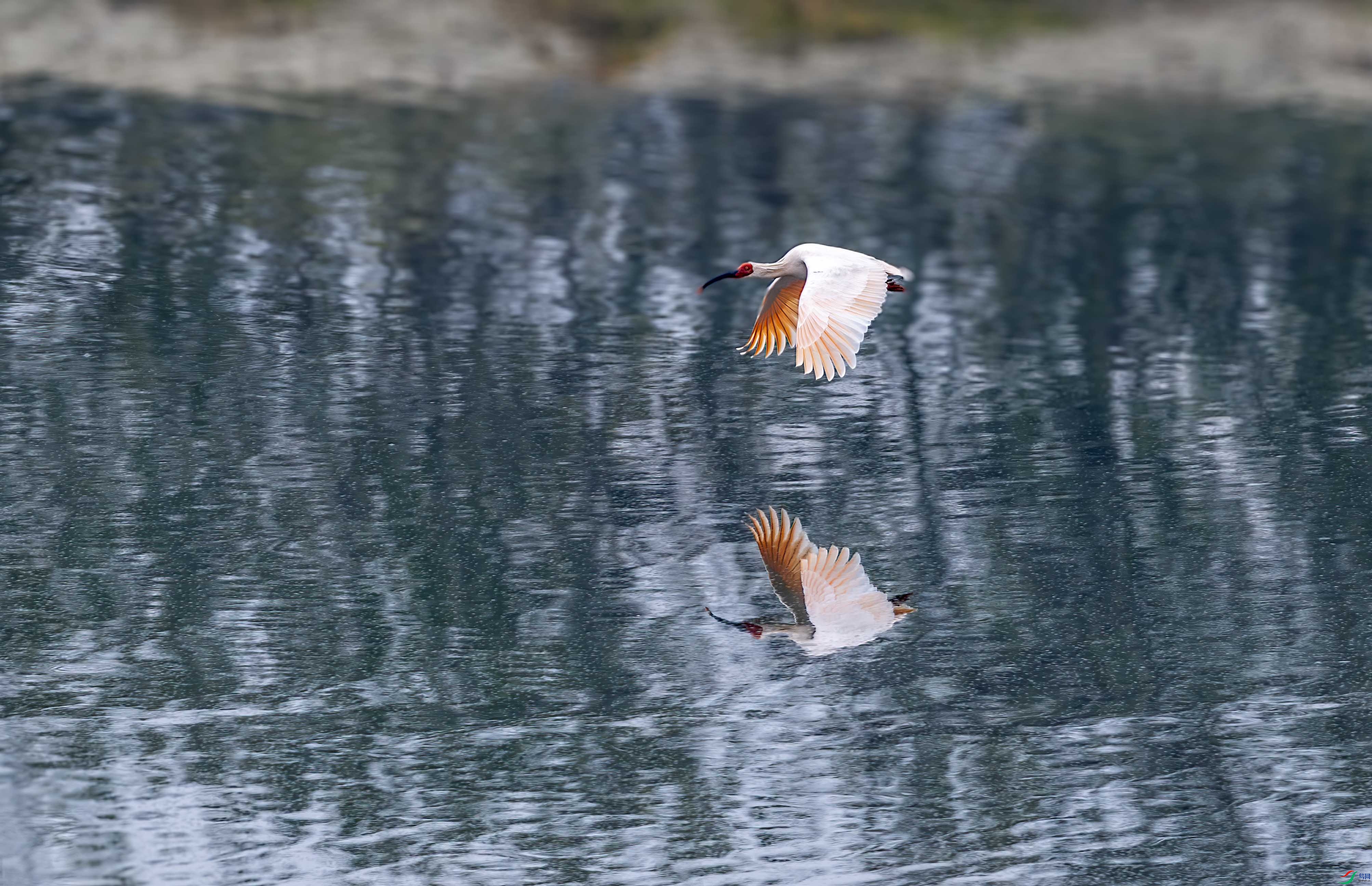 DSC_8384 ����.jpg