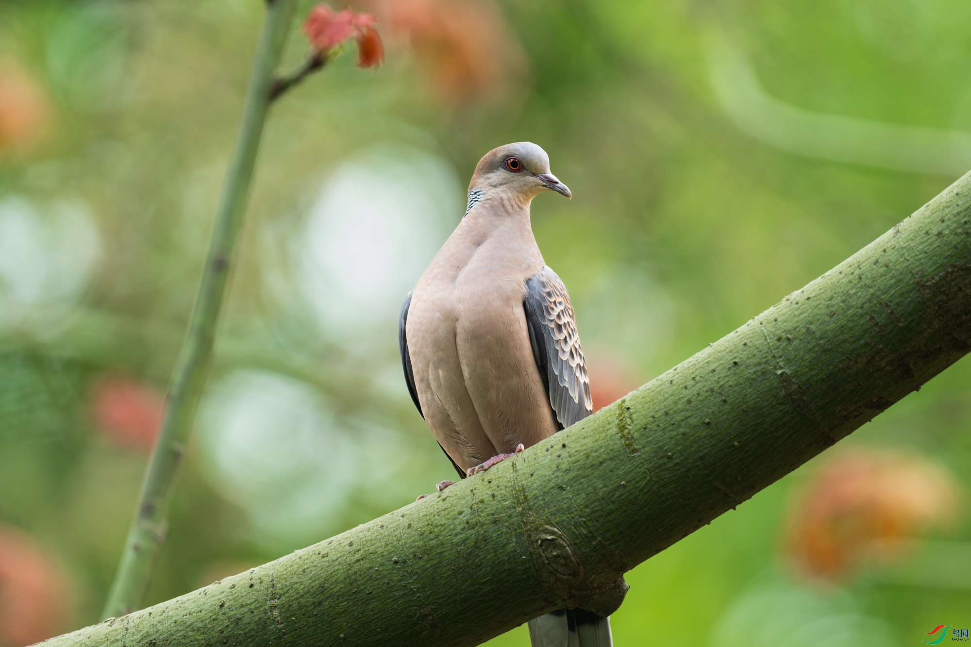 DSC_5113-DxO_DeepPRIME-3.jpg