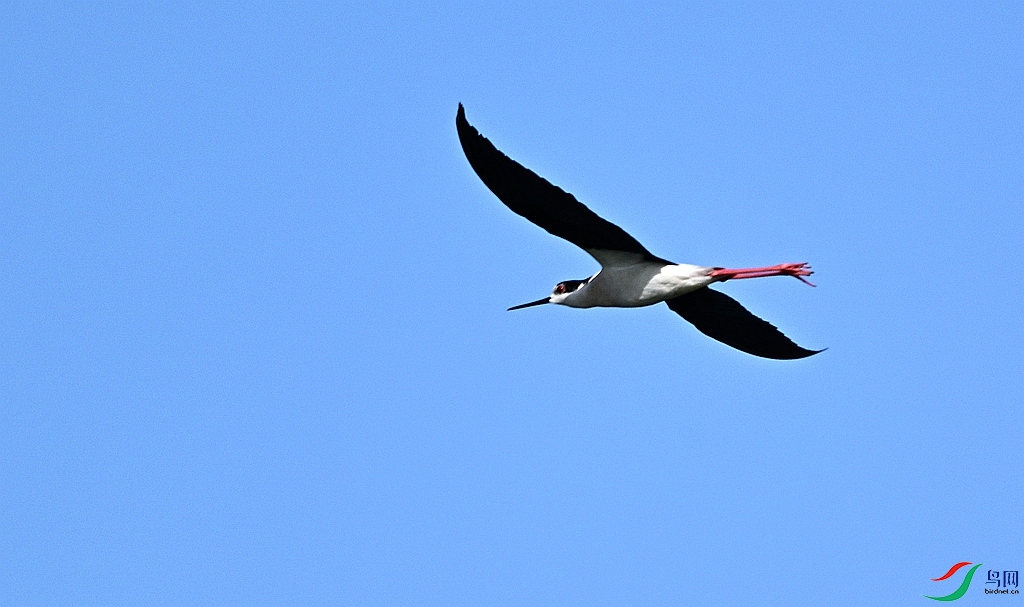 DSC_7238.JPG
